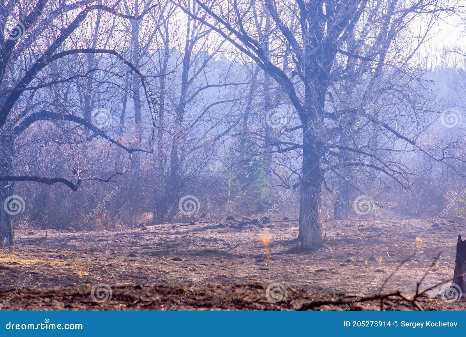 Smoke Rising from a Burned Forest. Forest Fire Stock Photo Image of