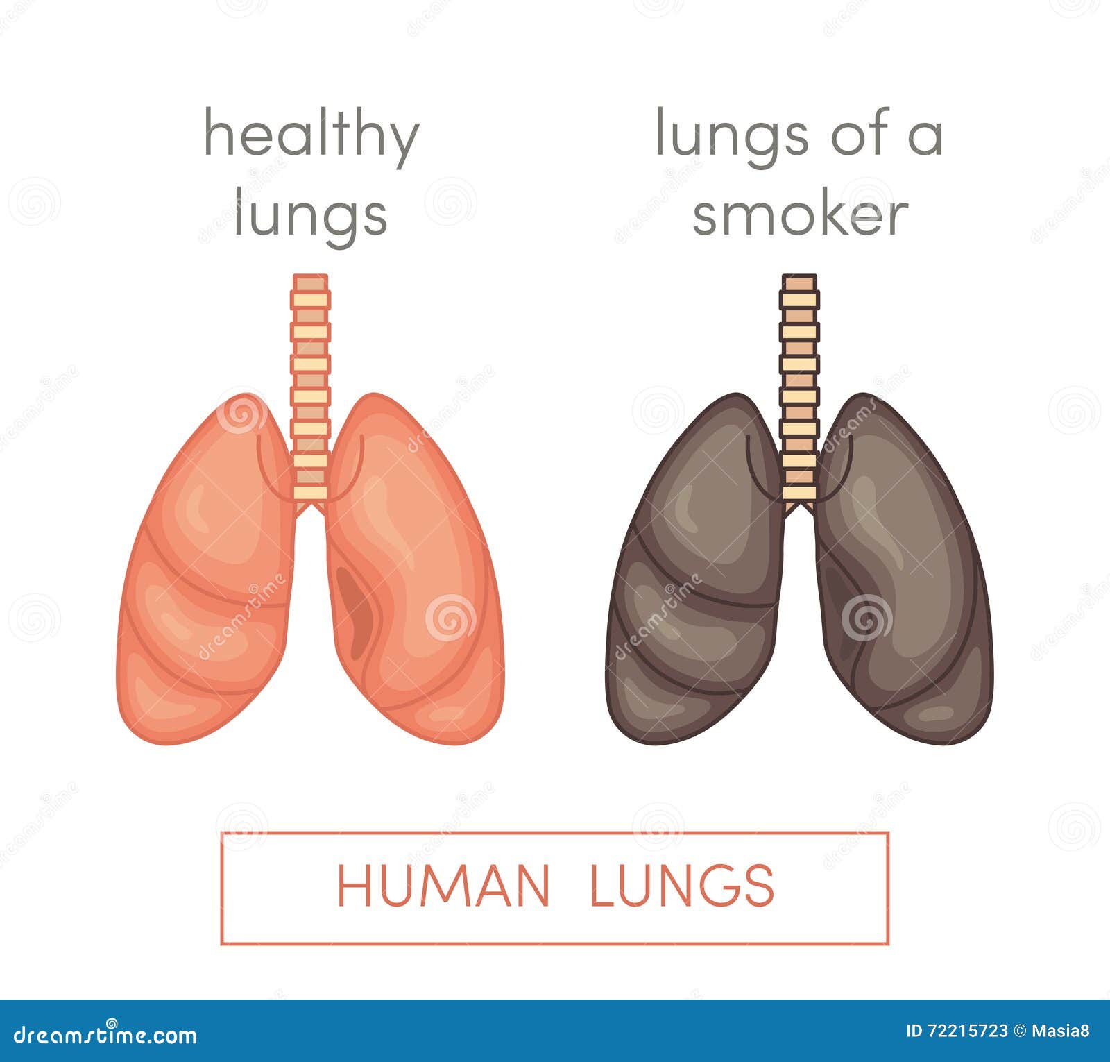 Smoker s lungs stock illustration. Illustration of illness - 72215723