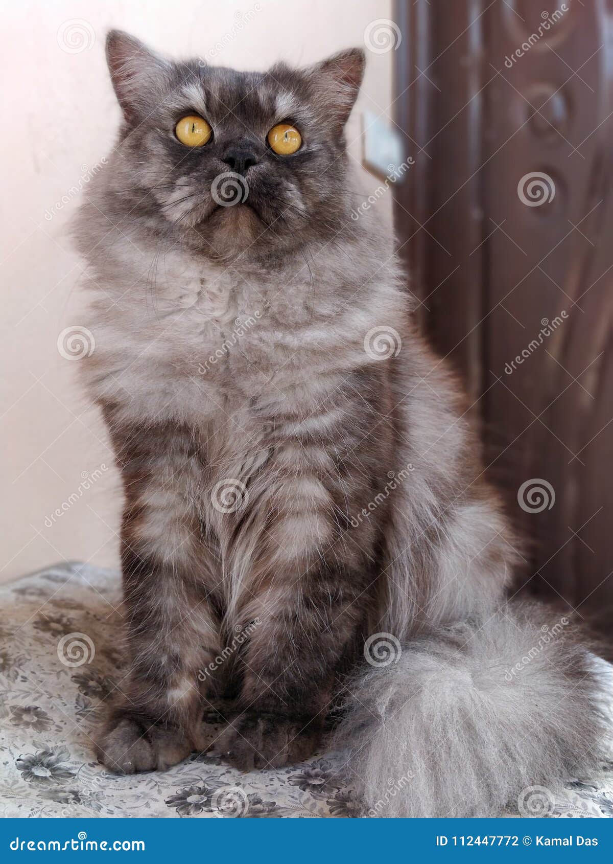 Persian cat stock photo Image of smokey persian gray Persian cat stock photo Image of smokey persian gray
