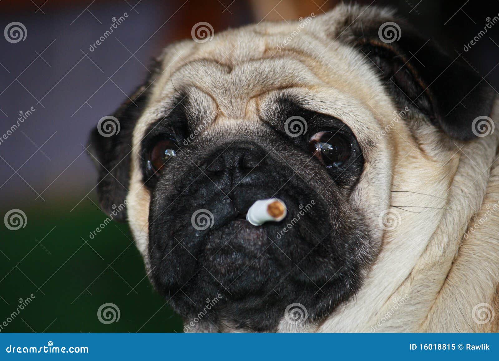 Smoking stock image. Image of companion, harms, harm 16018815