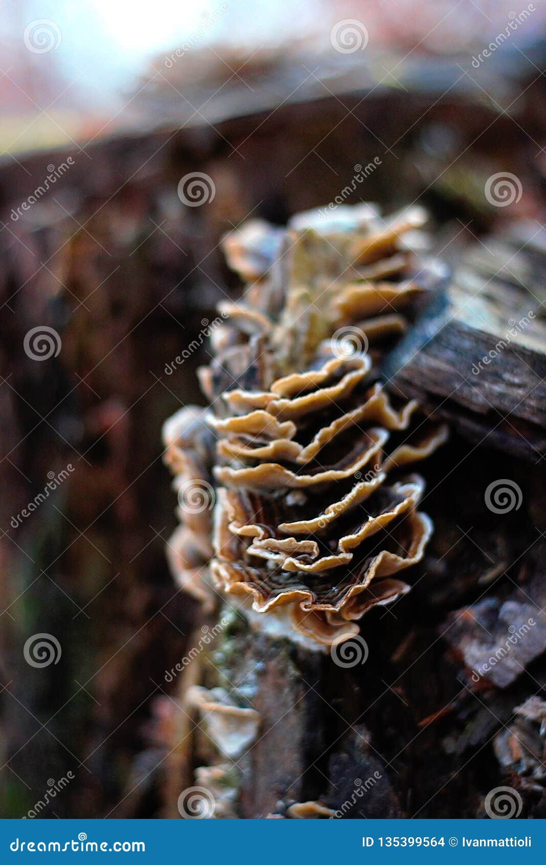 Smoky Bracket Mushroom Growing on a Beech Trunk Stock Photo Image of