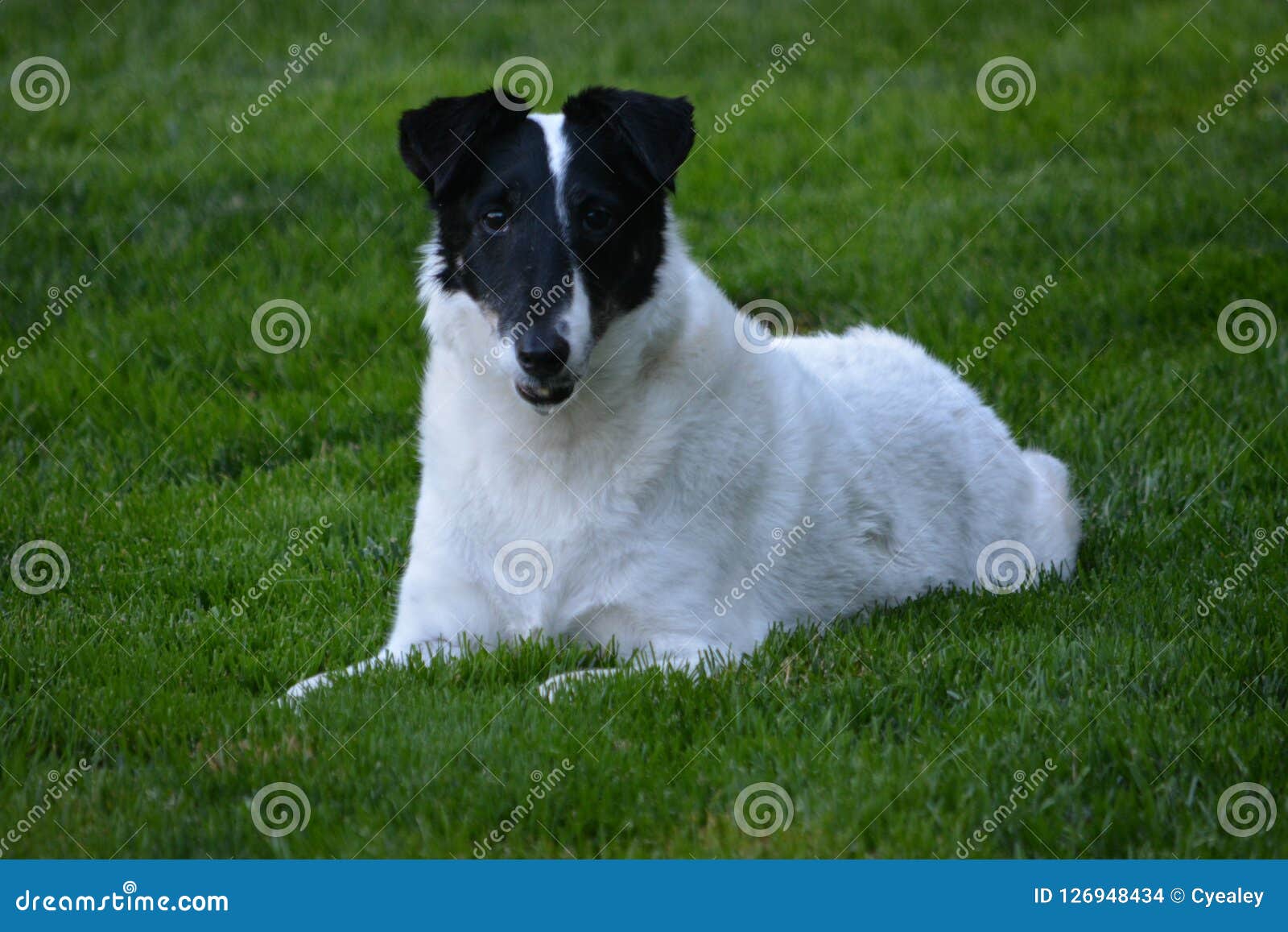 Black and white fox terrier hot sale