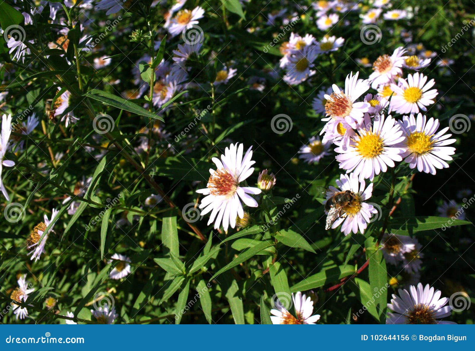 smooth aster