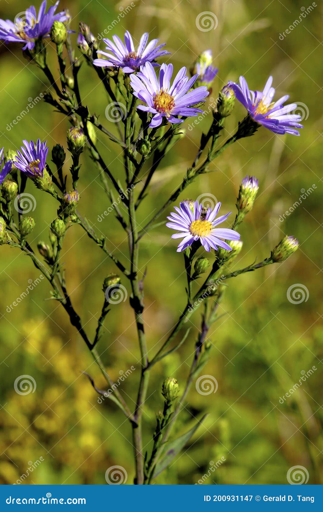 smooth blue aster  602177