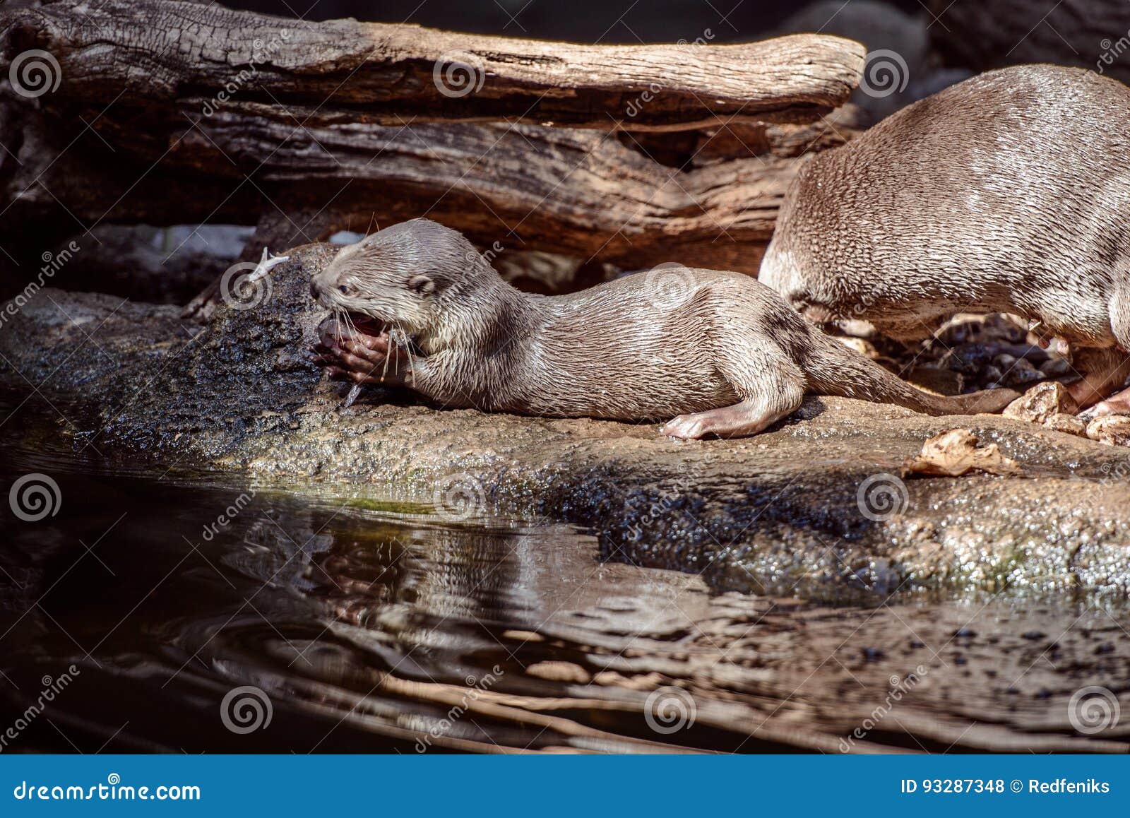 smooth coated otter portrait