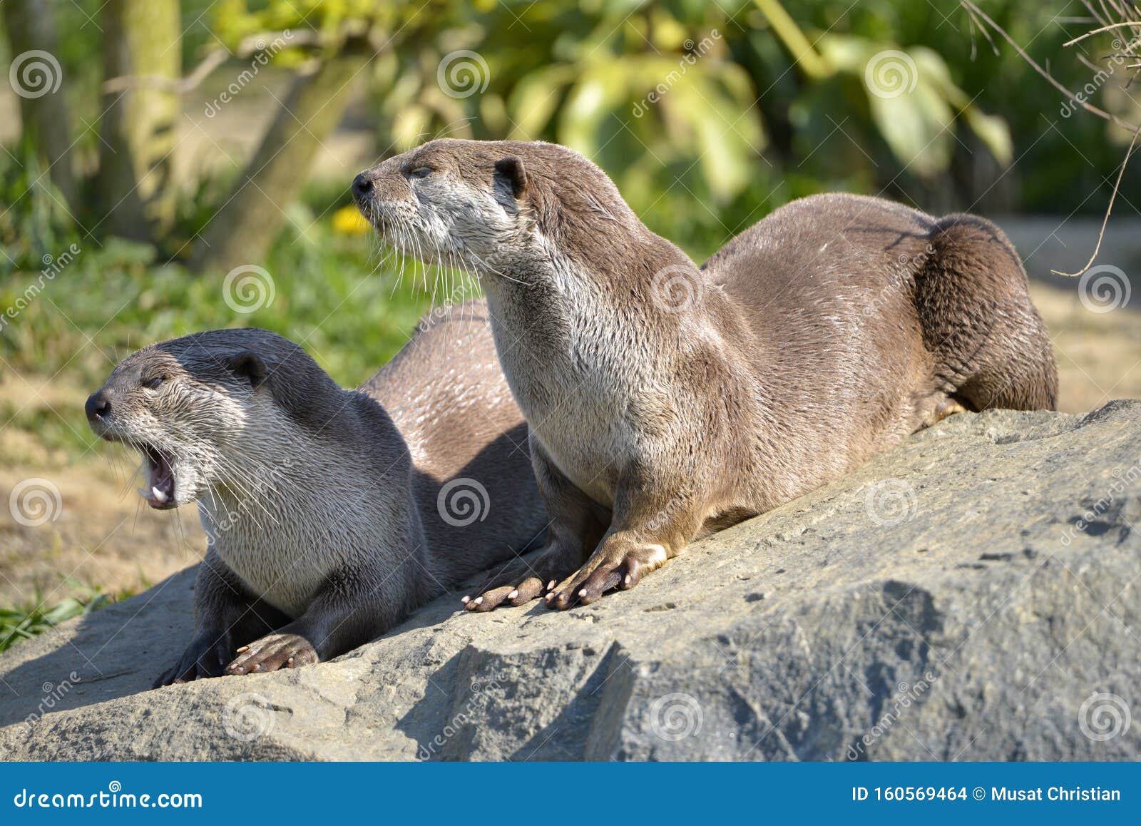 smooth-coated otters lying