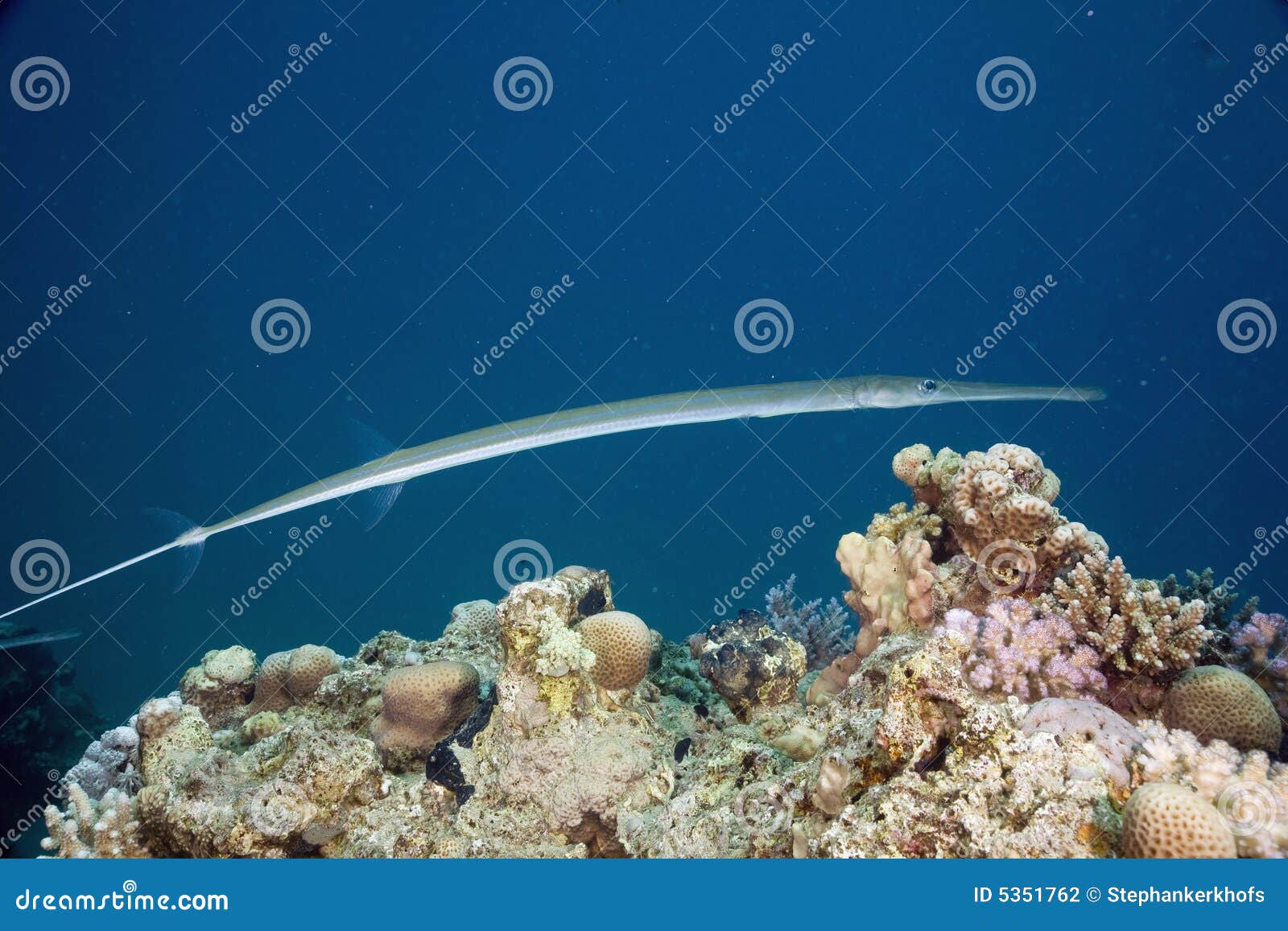 Smooth (fistularia Commersonii) Stock Photo Image of three
