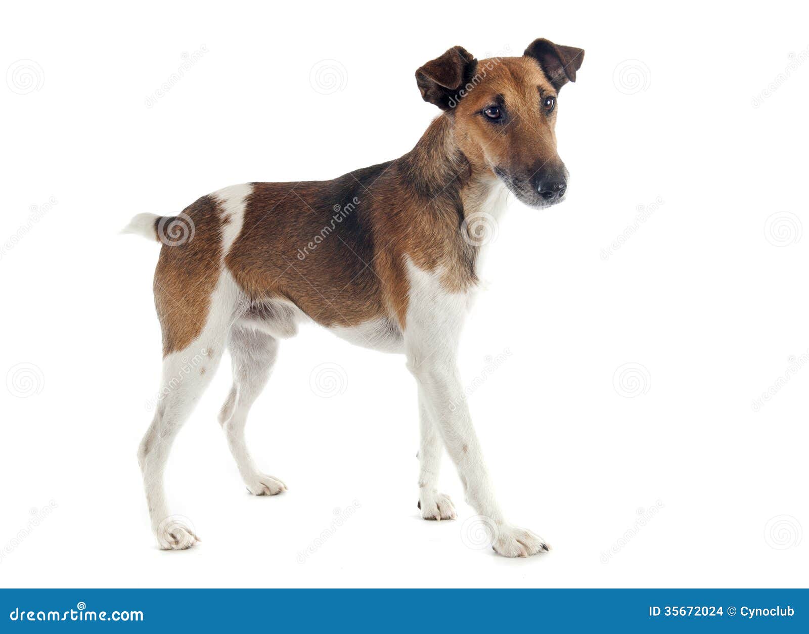smooth fox terrier