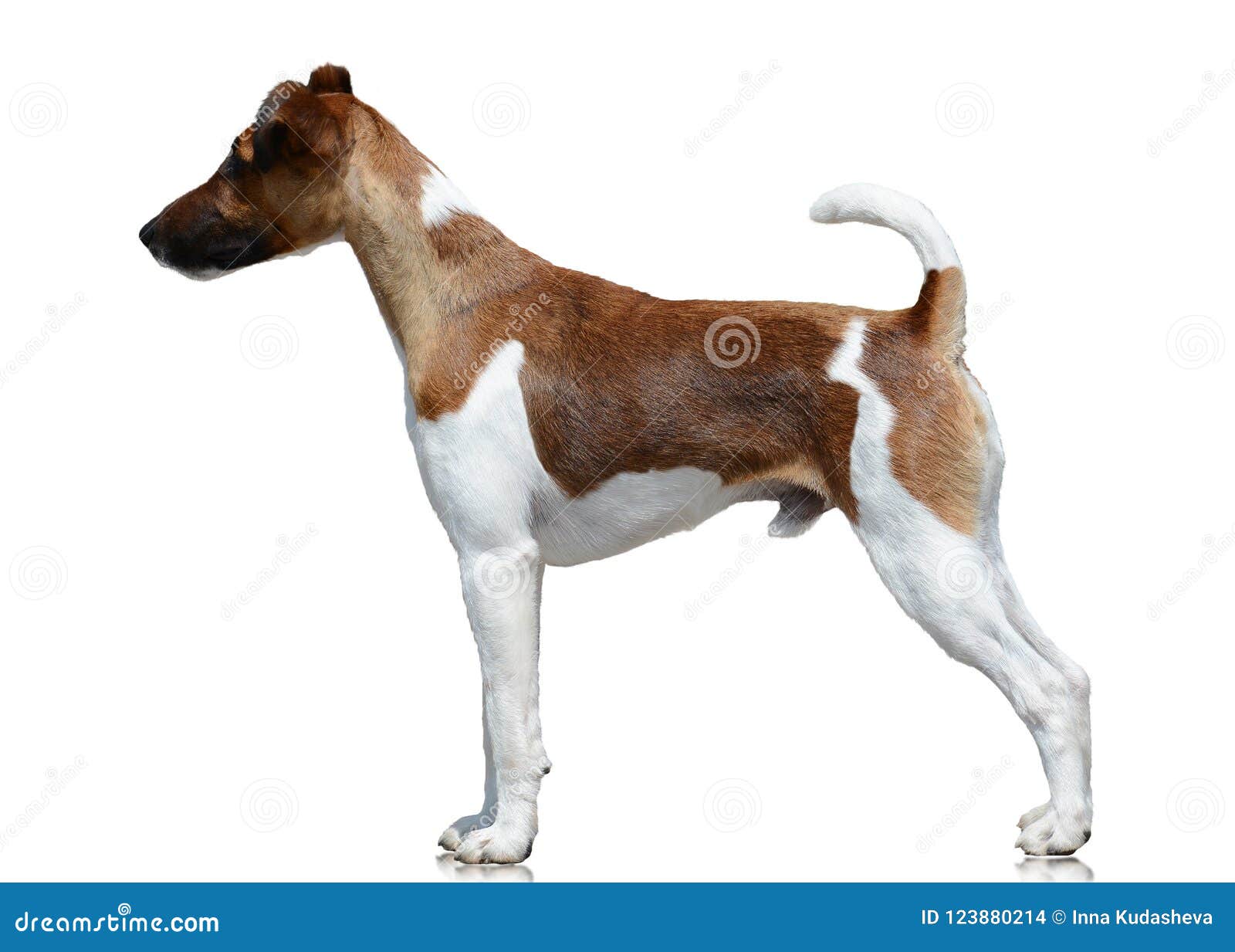 smooth fox terrier stand  on white background. side view