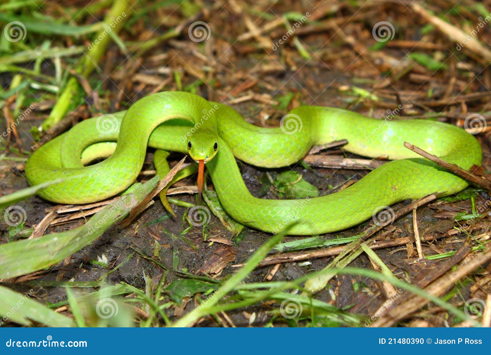 smooth green snake (opheodrys vernalis)