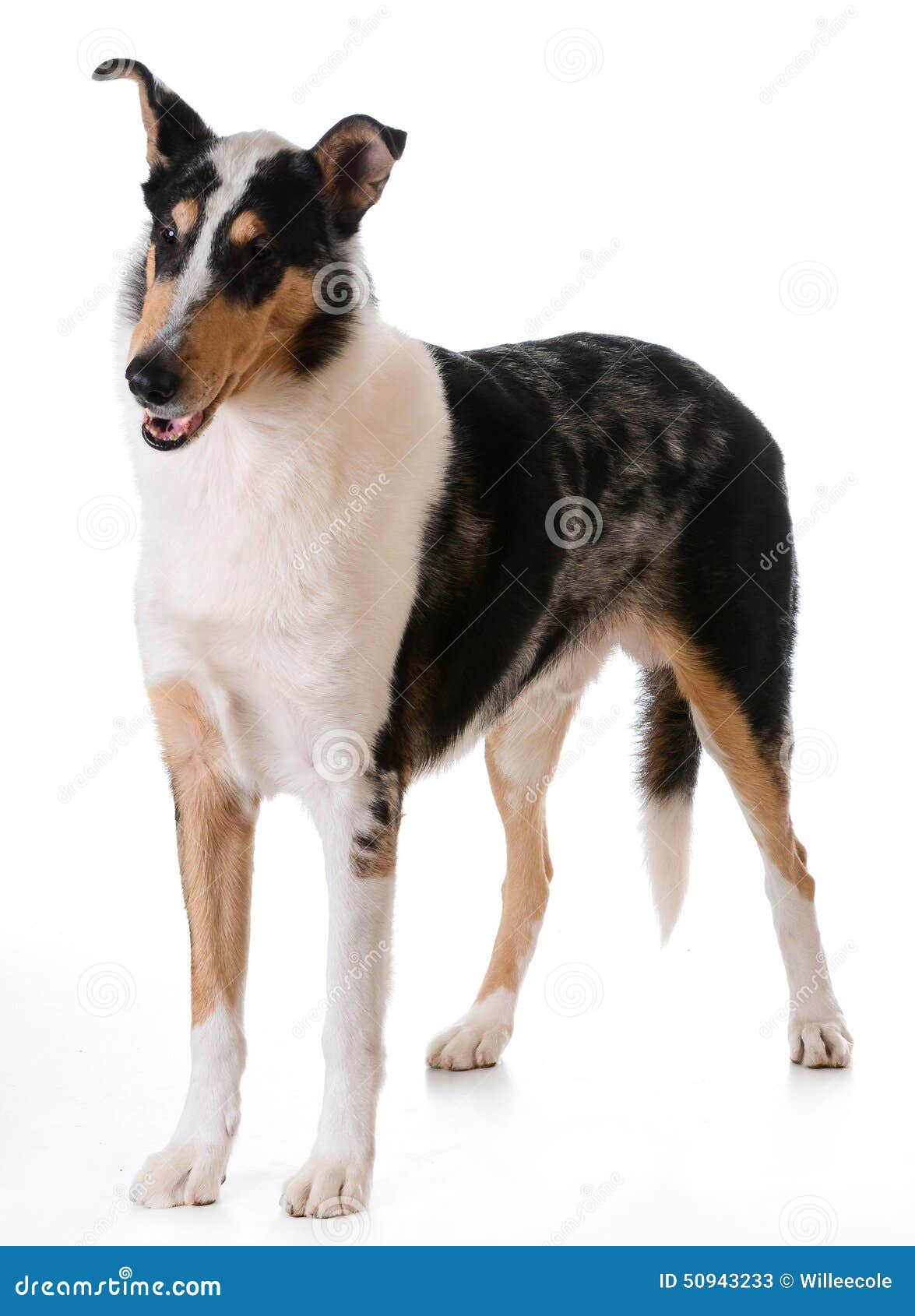 Smooth Haired Collie Stock Image Image Of Smooth Standing 50943233