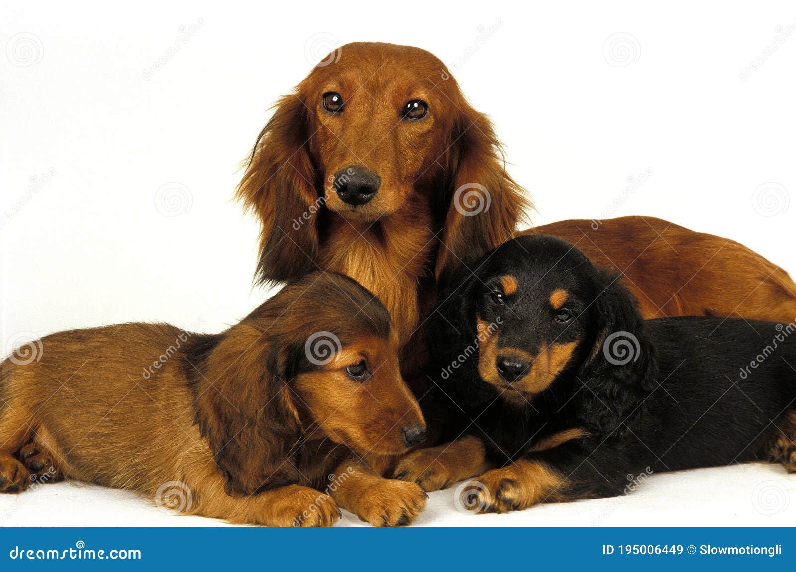 SMOOTH-HAIRED DACHSHUND and LONG-HAIRED DACHSHUND, FEMALE with PUPS Stock  Image - Image of longhaired, domestic: 195006449