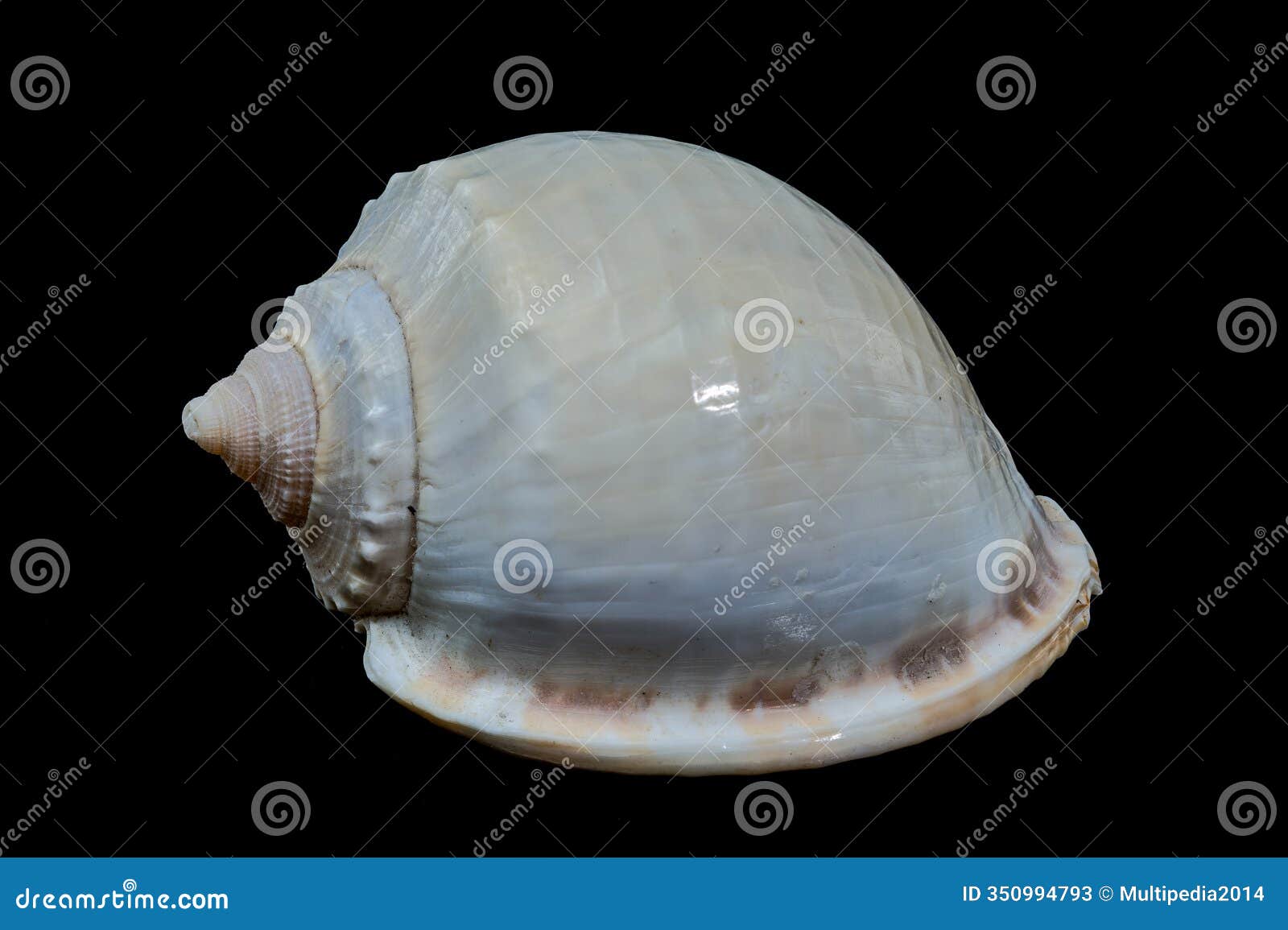 smooth helmet shell phalium glaucum on black background