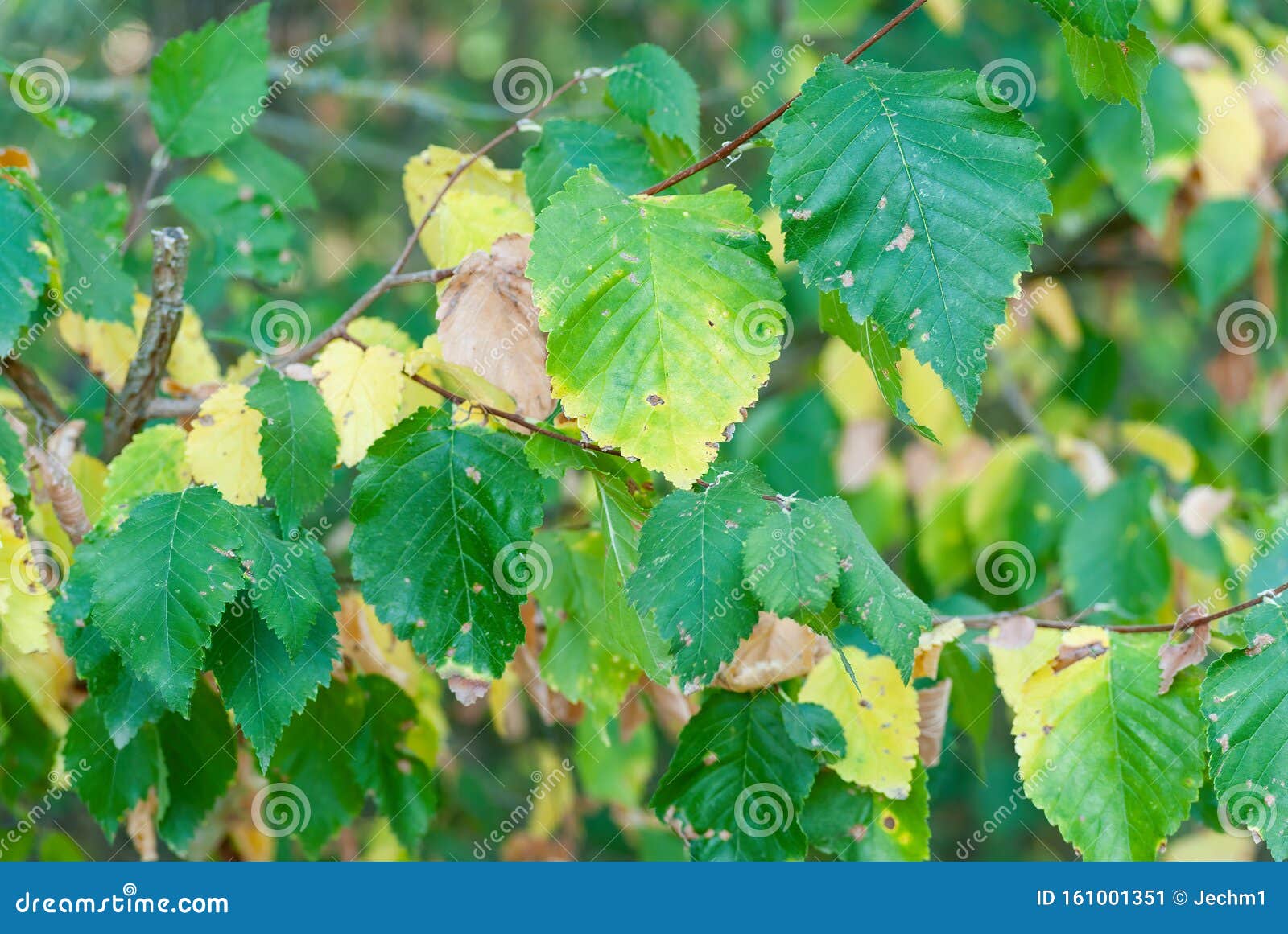 smooth-leaf elm ulmus minor green cloe up