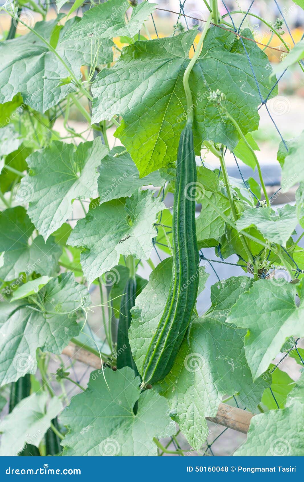 Smooth loofah stock photo. Image of farming, vegetable 50160048