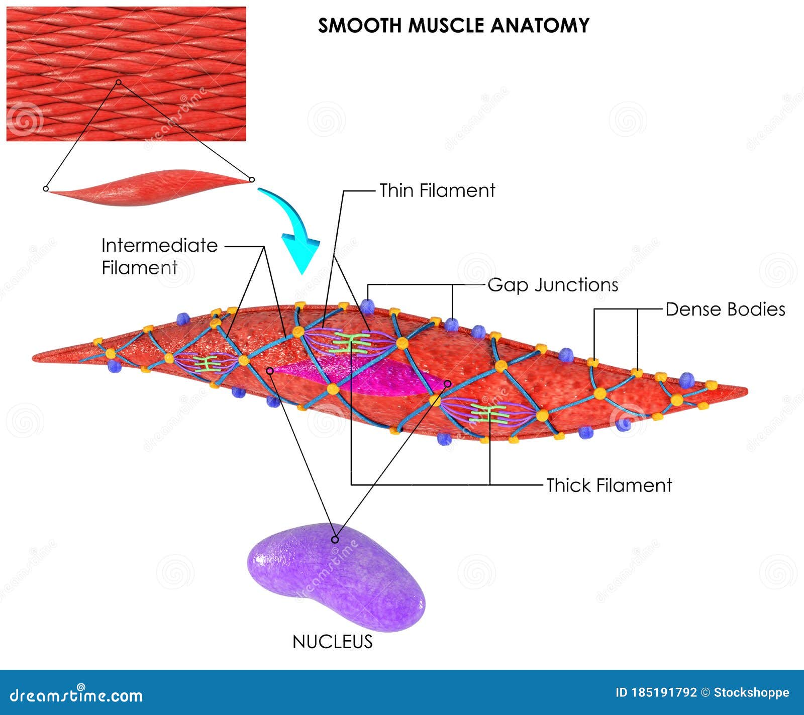 Smooth Muscle Cell Stock Illustrations 515 Smooth Muscle Cell Stock Illustrations Vectors Clipart Dreamstime