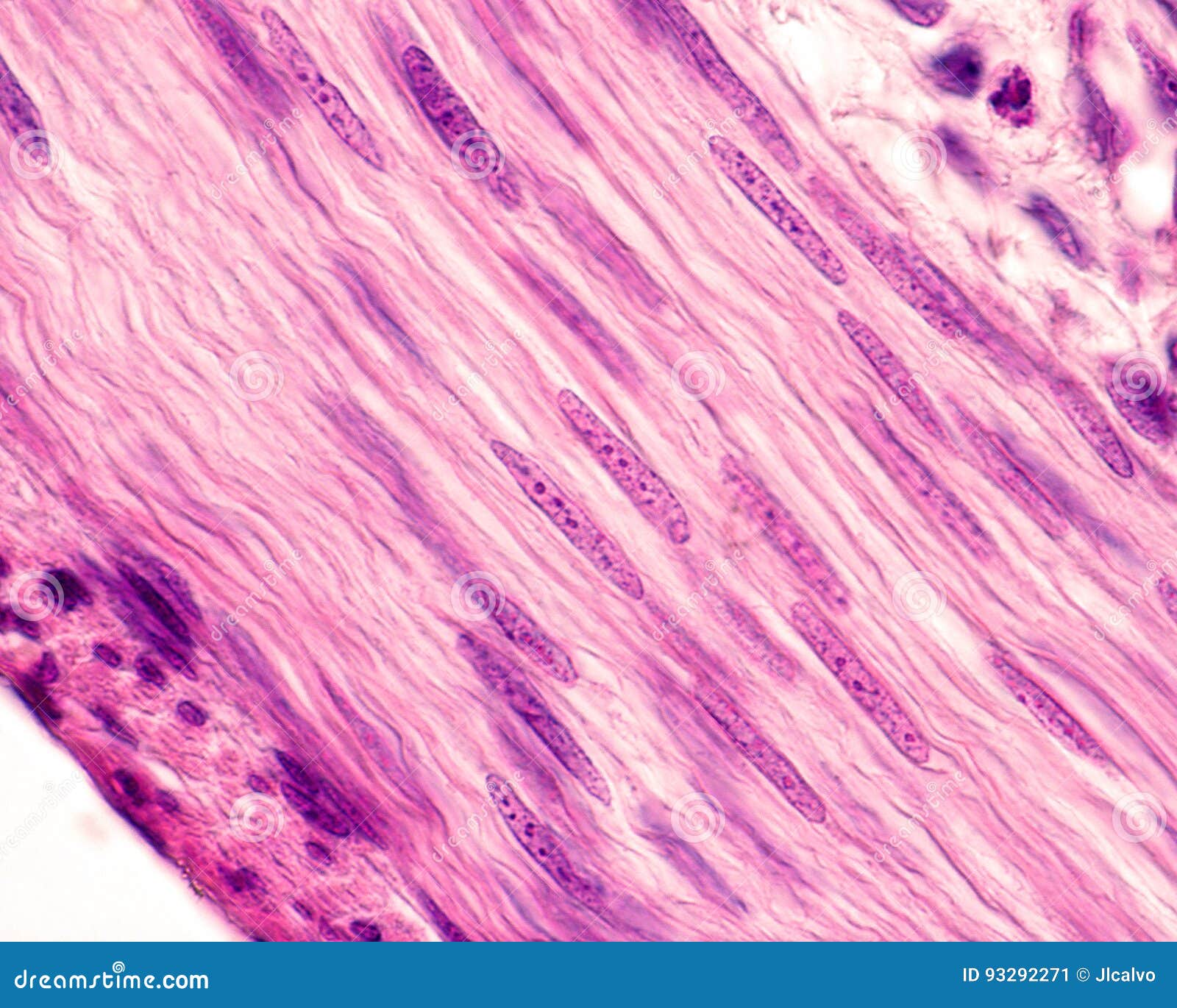 Smooth Muscle Cells. Nuclei Stock Image - Image of muscle, cell: 93292271