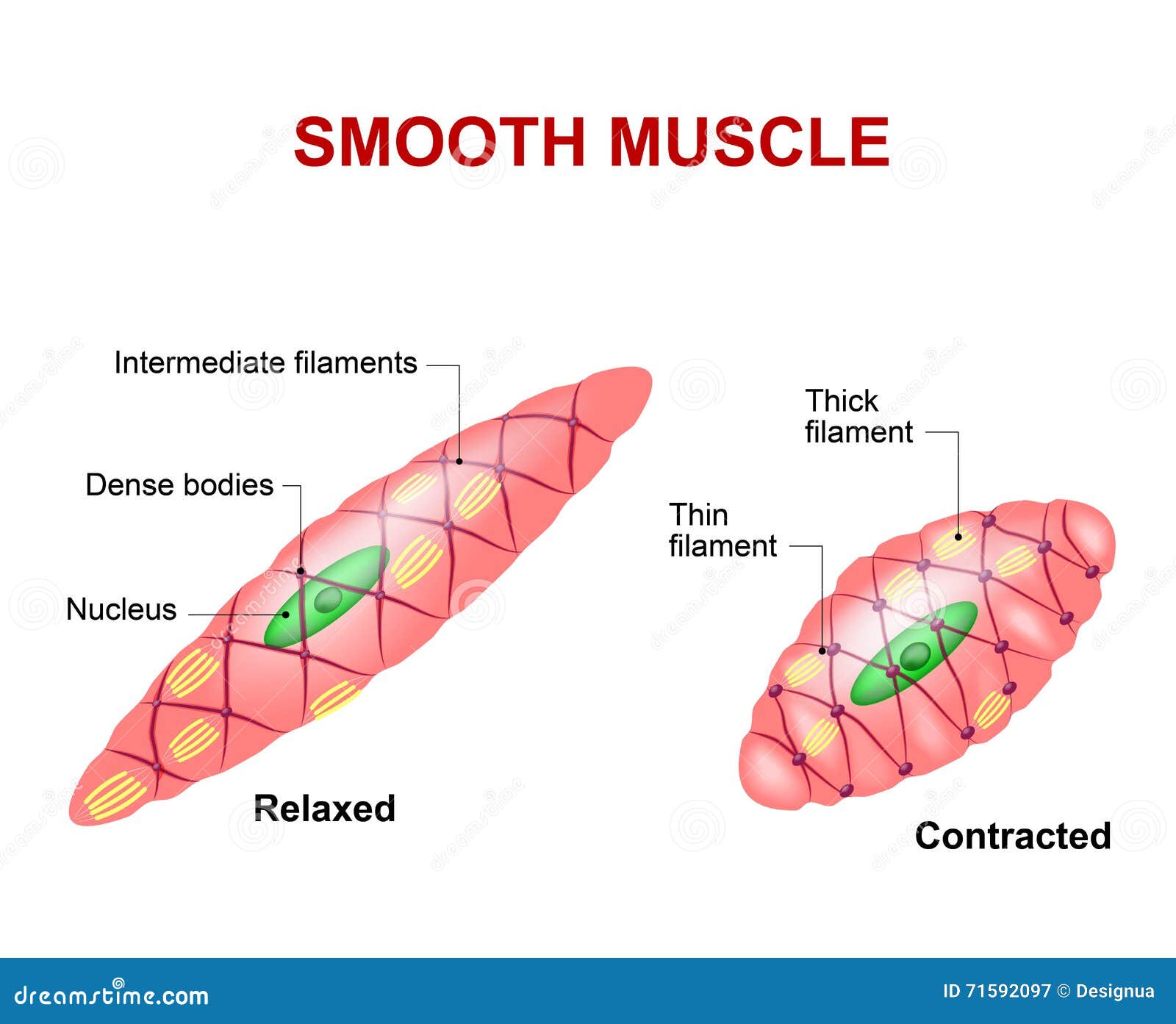 Smooth Muscle Tissue Cartoon Vector | CartoonDealer.com #71592097