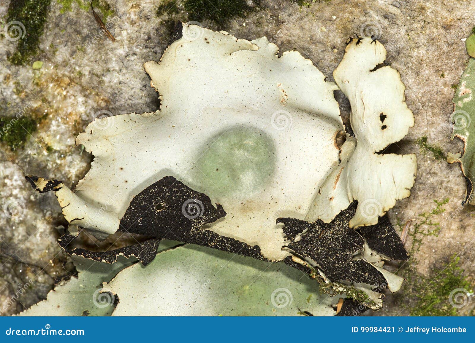 papery umbilicate lichen clinging to rock in sunapee, new hampshire.