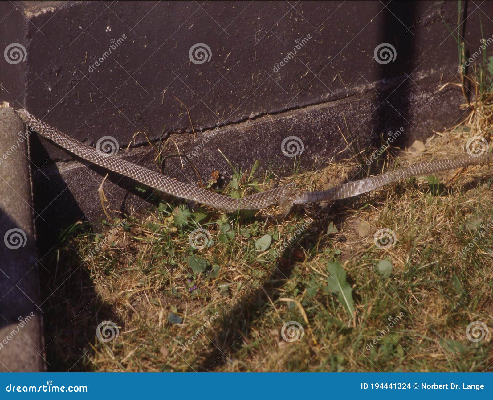 smooth snake basks