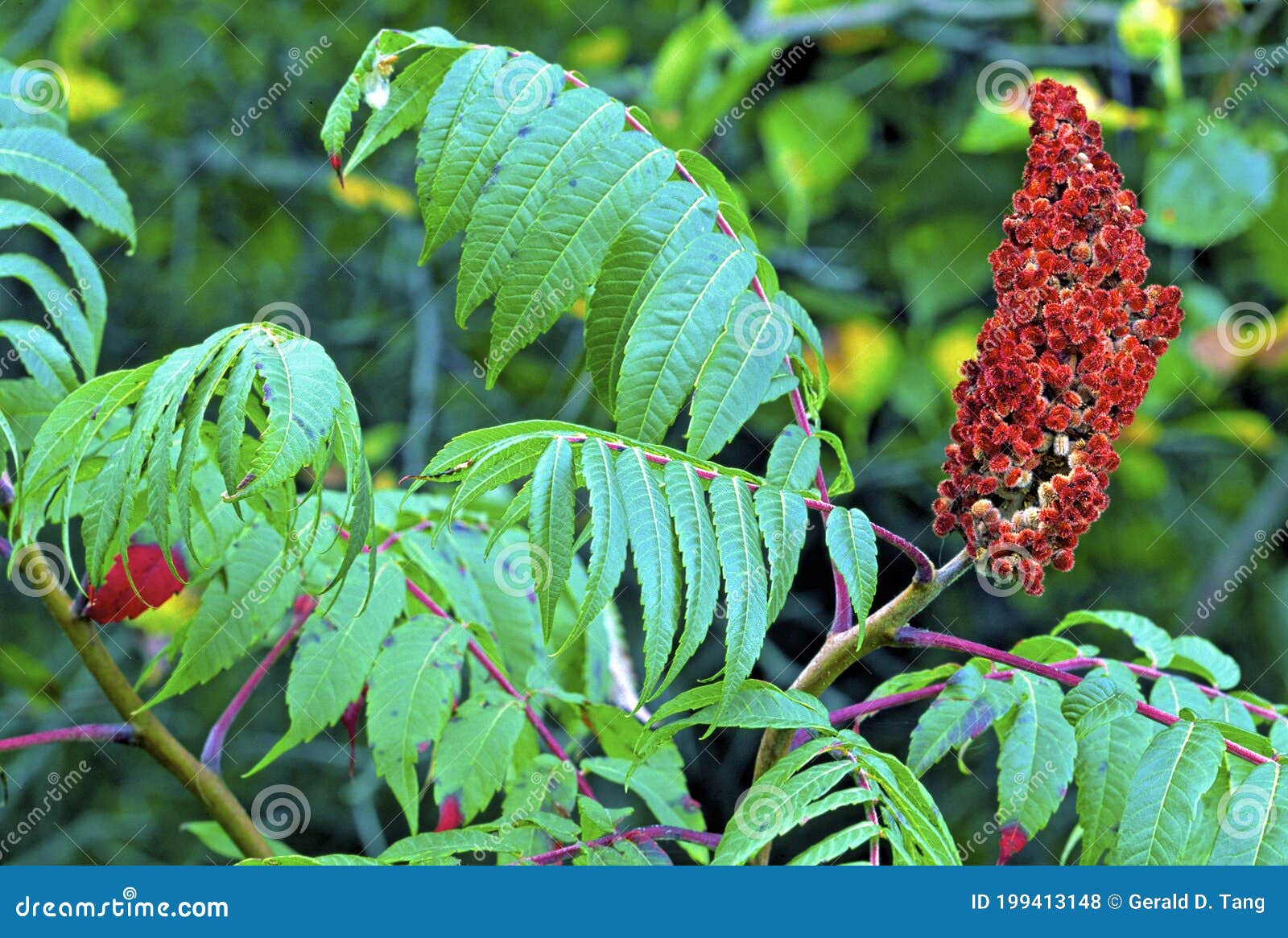 smooth sumac  24659