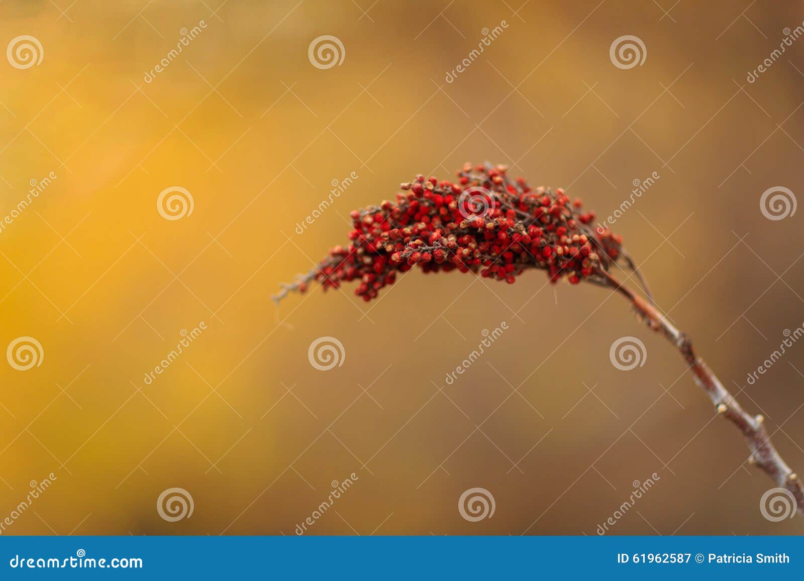 Smooth Sumac stock image. Image of colour, anacardiaceae 61962587