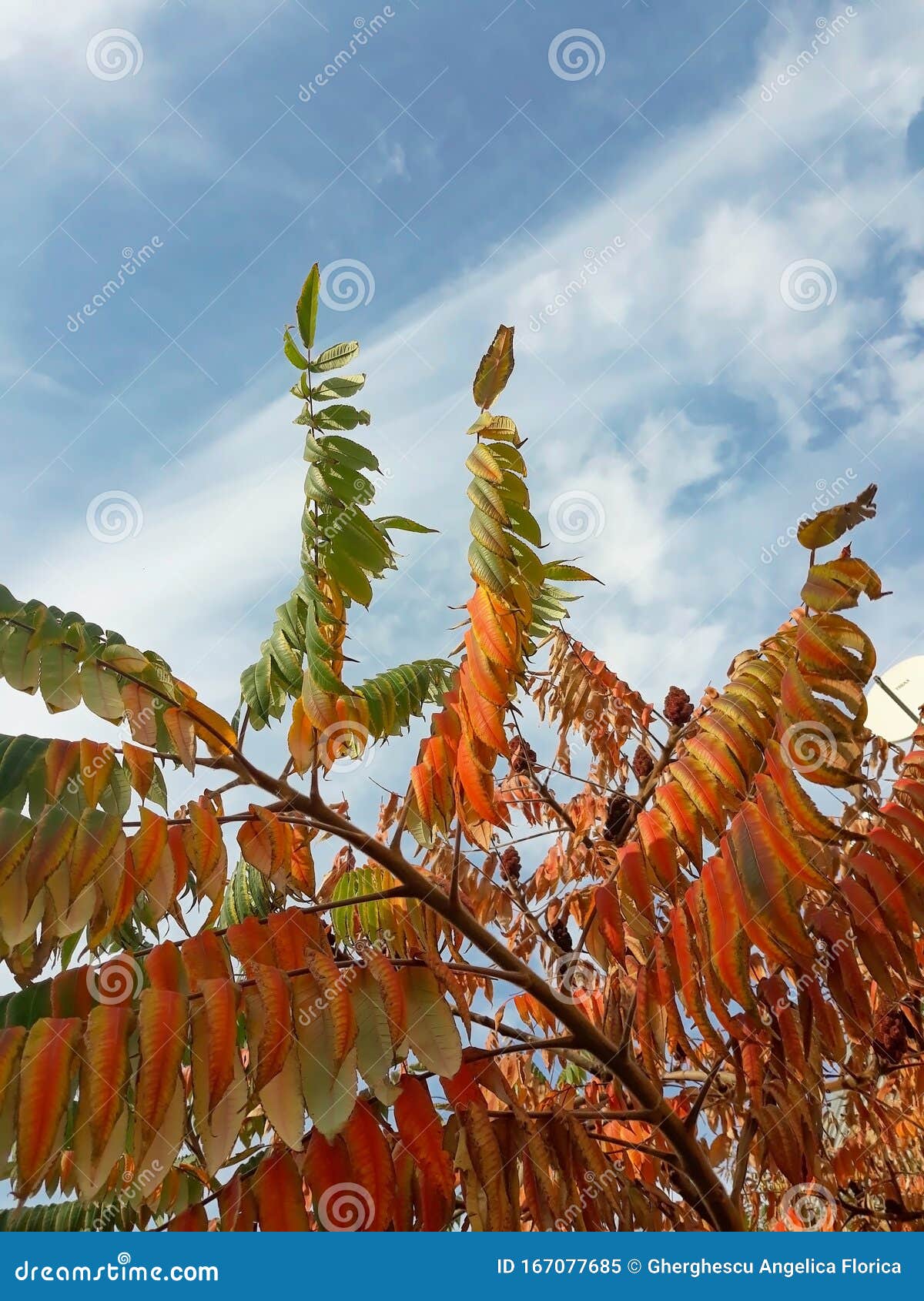 Smooth Sumac Tree