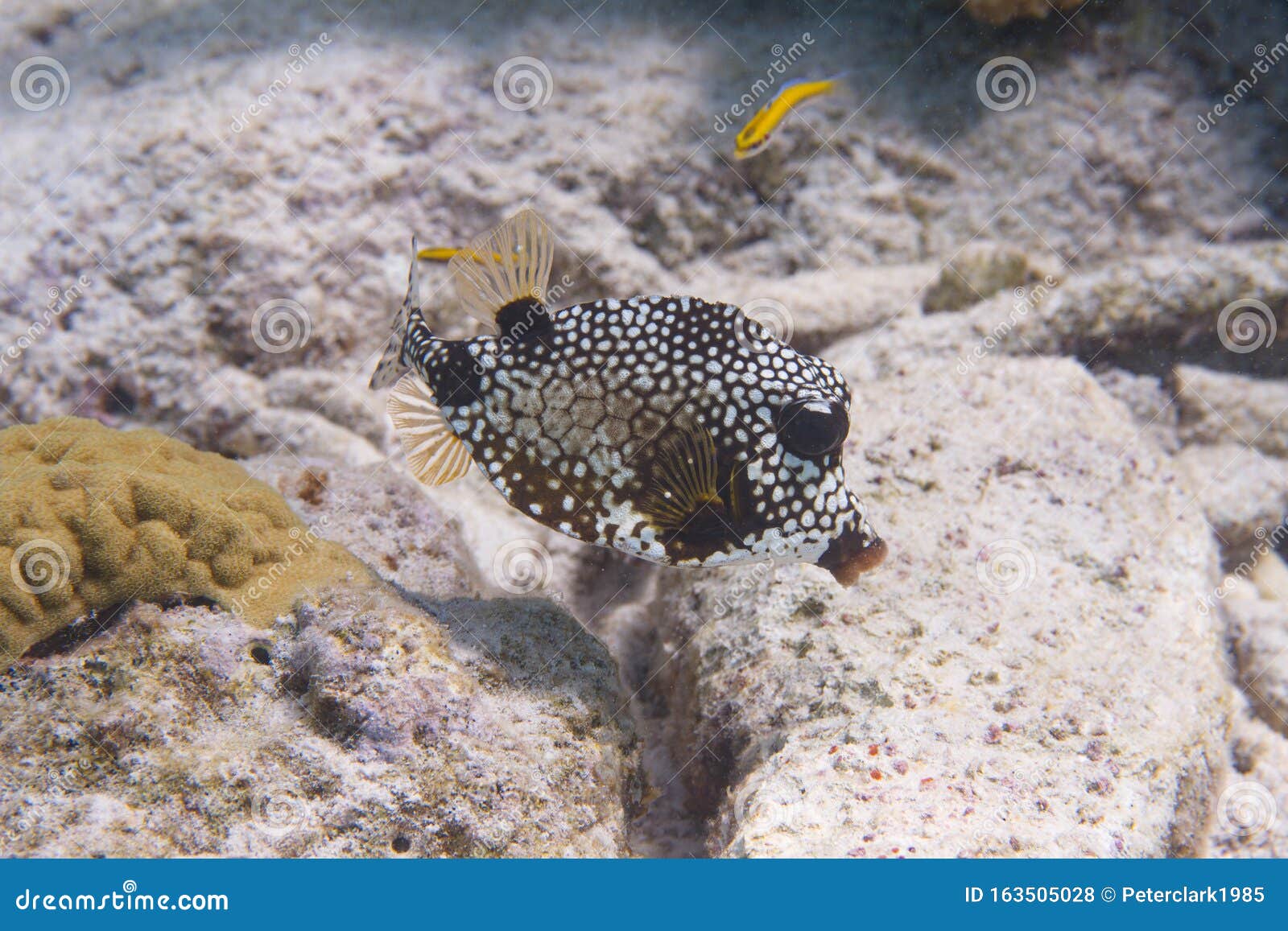 bluetail trunkfish for sale bluetail trunkfish for sale