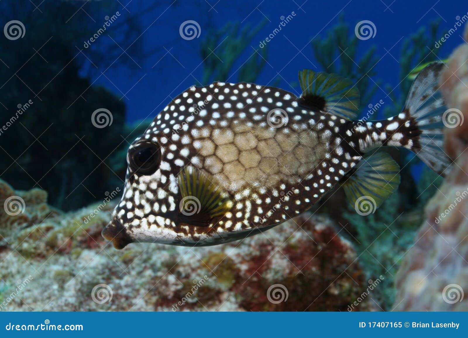 smooth trunkfish (lactophrys triqueter) - cozumel