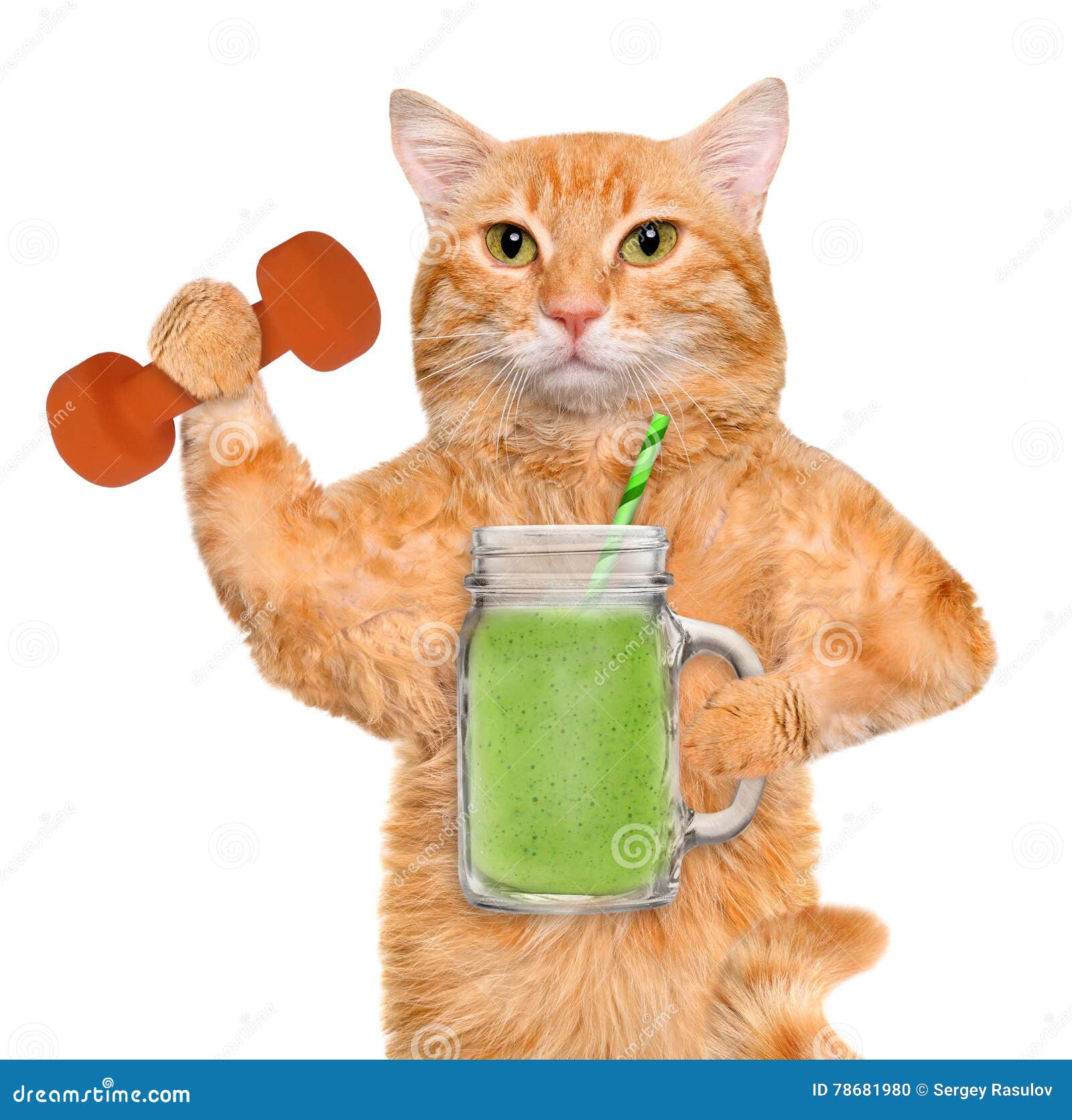 Спортивный котик картинка