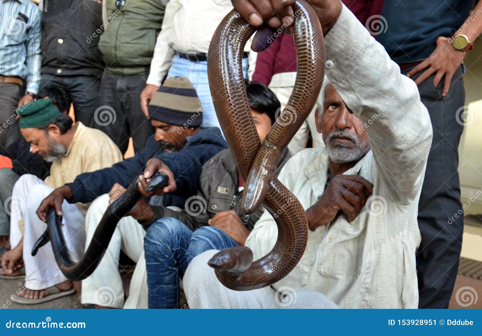 Sand Boa Snake with Smuggler Editorial Photo Image of bhopal, india