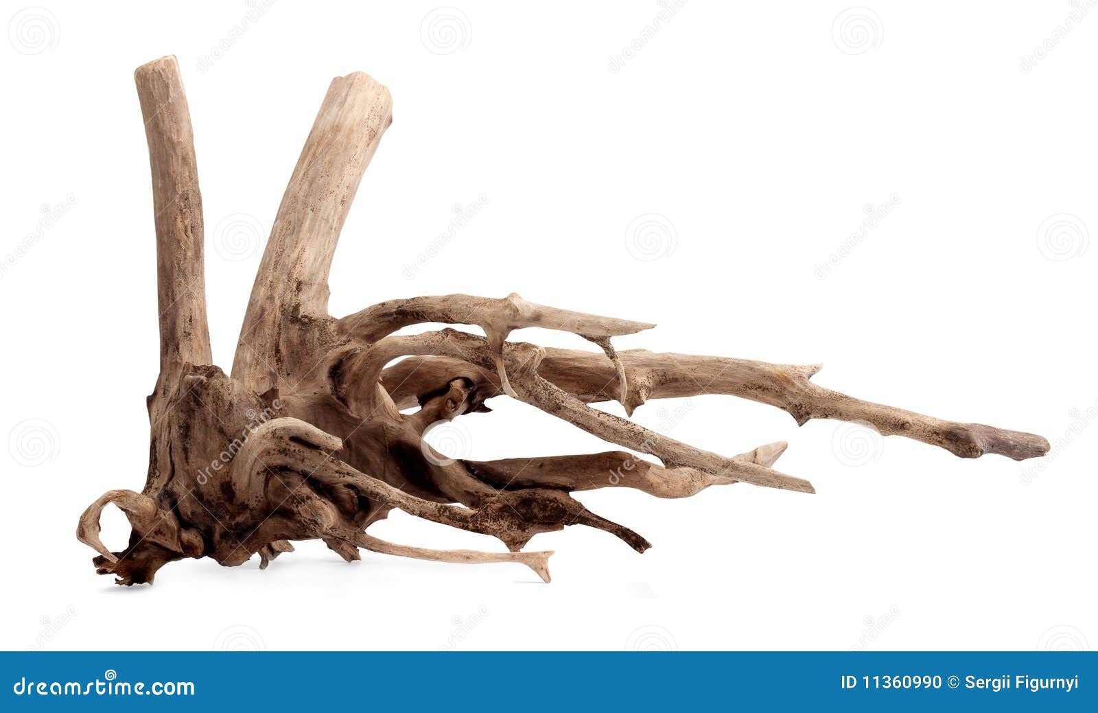Snag stock photo. Image of tree, brown, plant, terrain 11360990