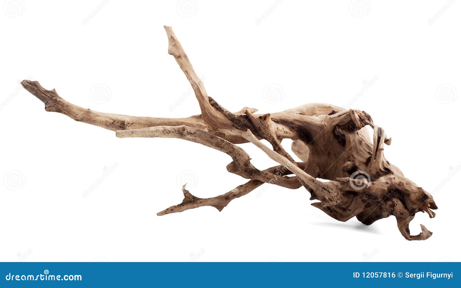 Snag stock photo. Image of bark, woods, stump, root, plant 12057816