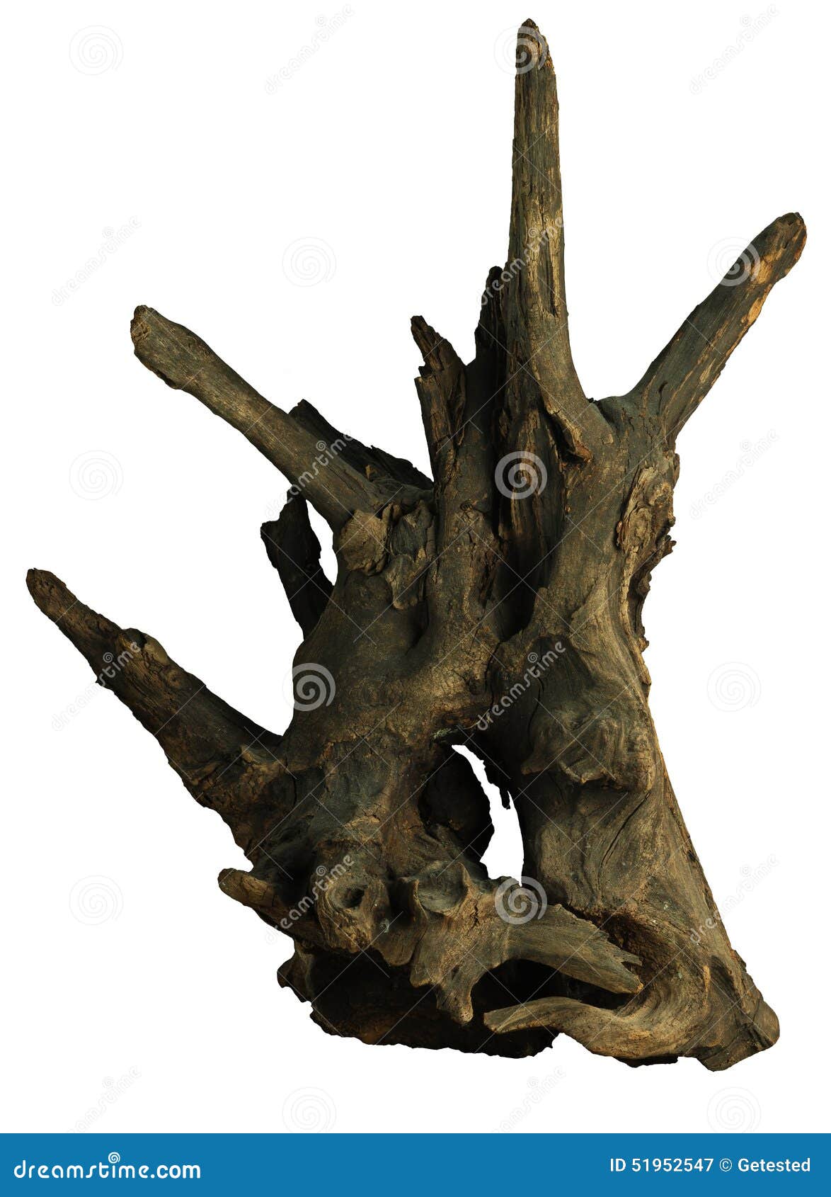 Snag with an Interesting Shape Stock Image Image of used, root 51952547
