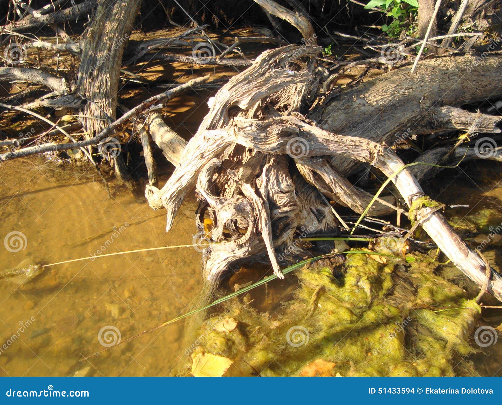 The snag in the river stock photo. Image of shores, summer 51433594