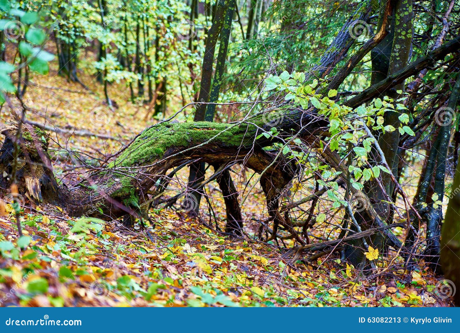 Snag Stump Stub in the Forest Stock Image Image of orange, light 63082213
