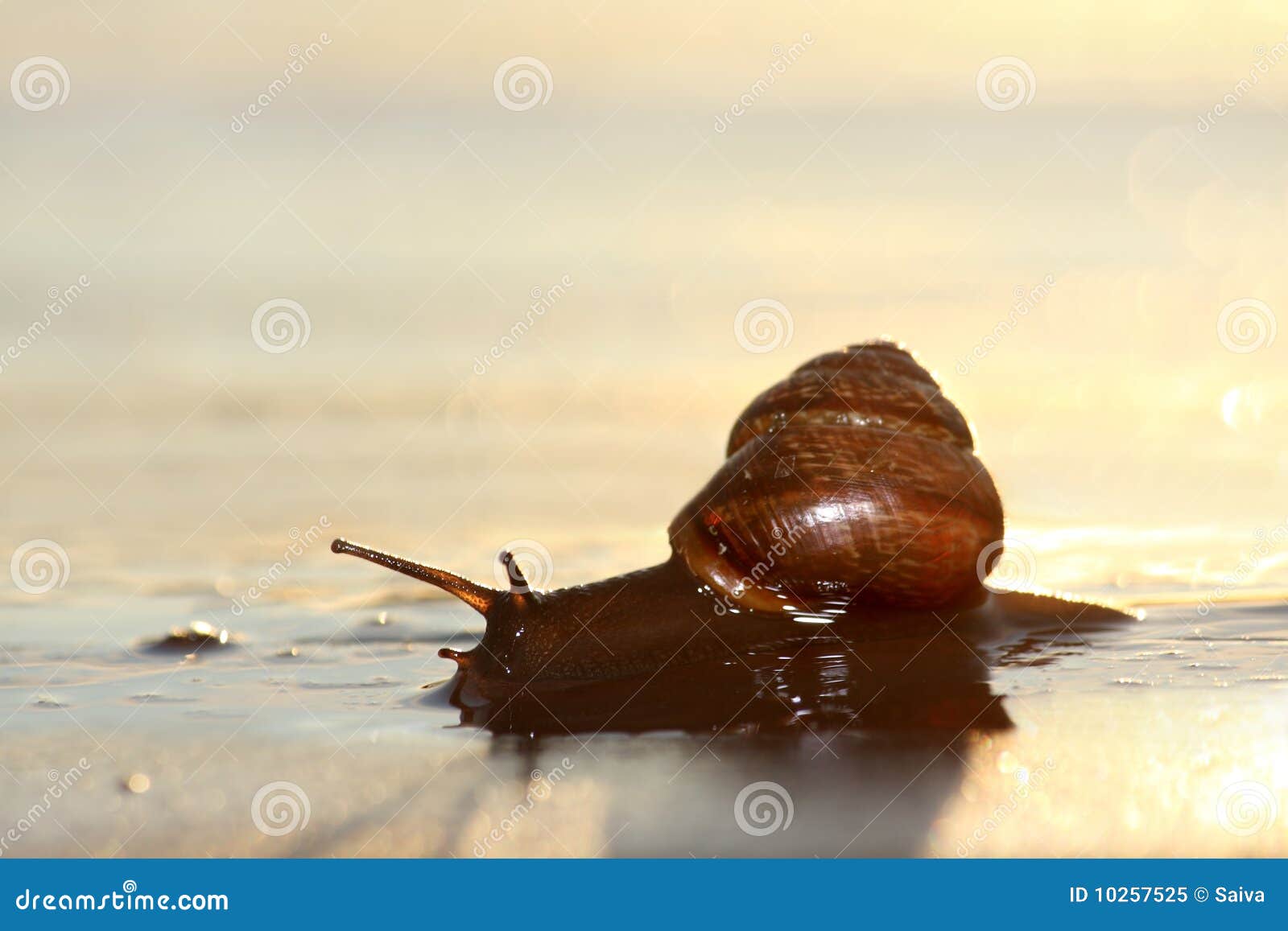 Snail stock image. Image of slime, parasite, slippery 10257525