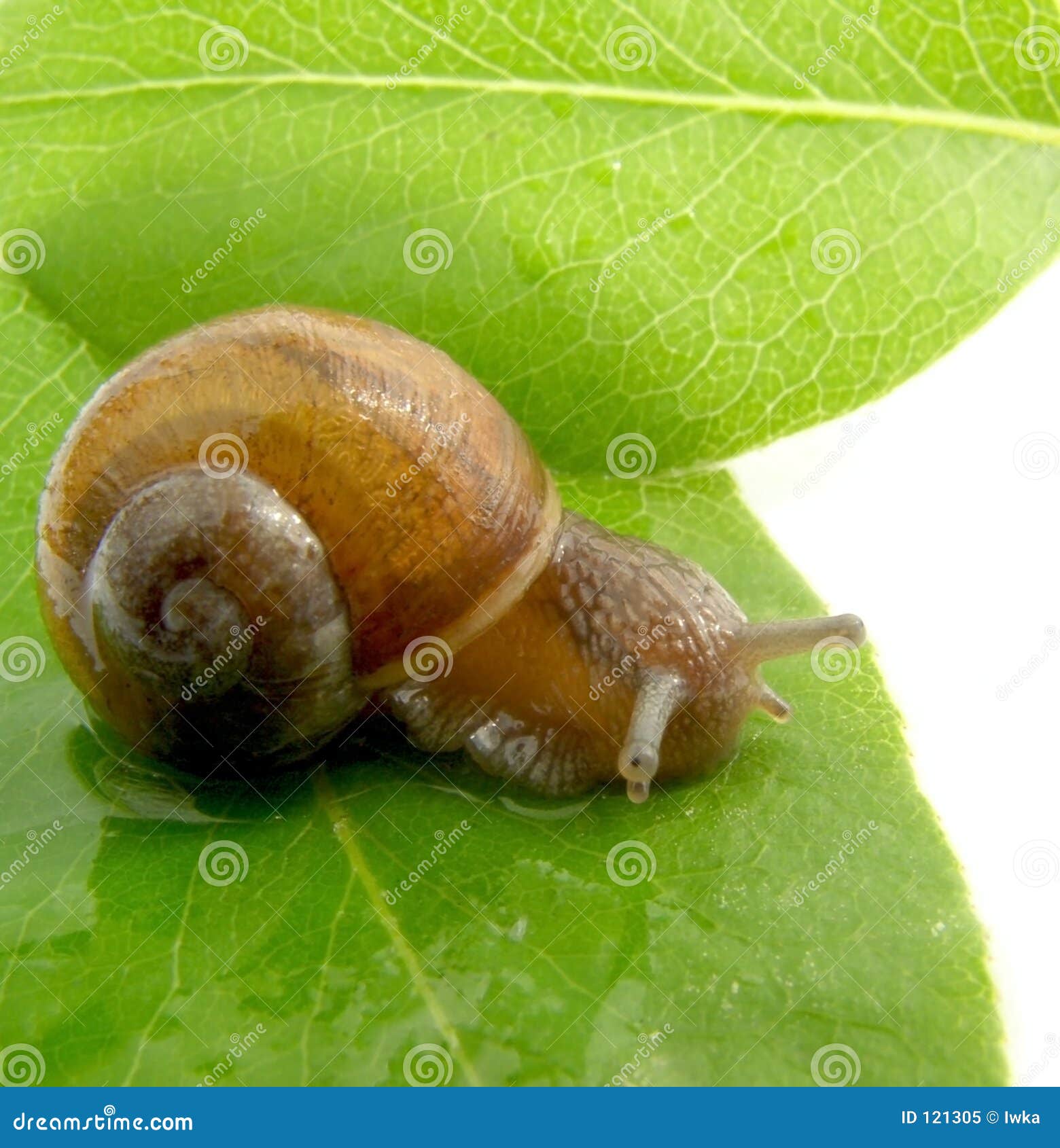 snail