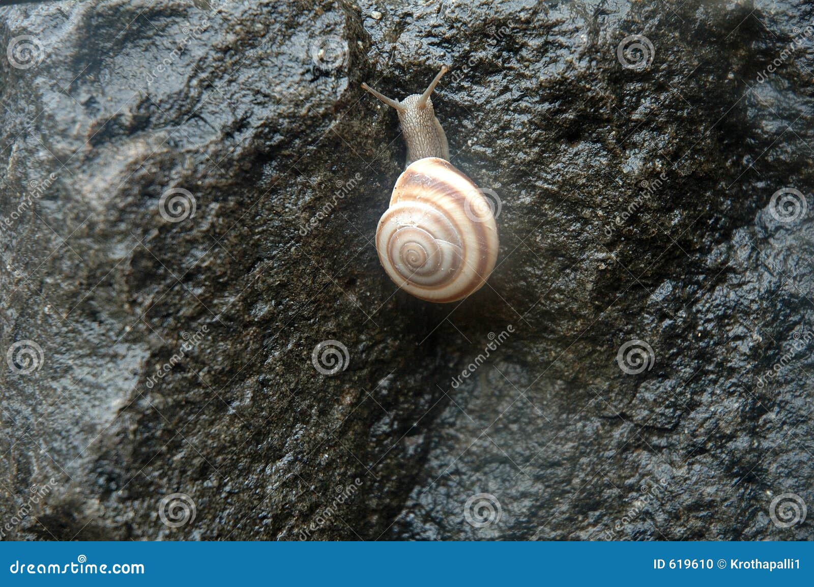 Snail stock photo. Image of snails, mammal, live, lake 619610