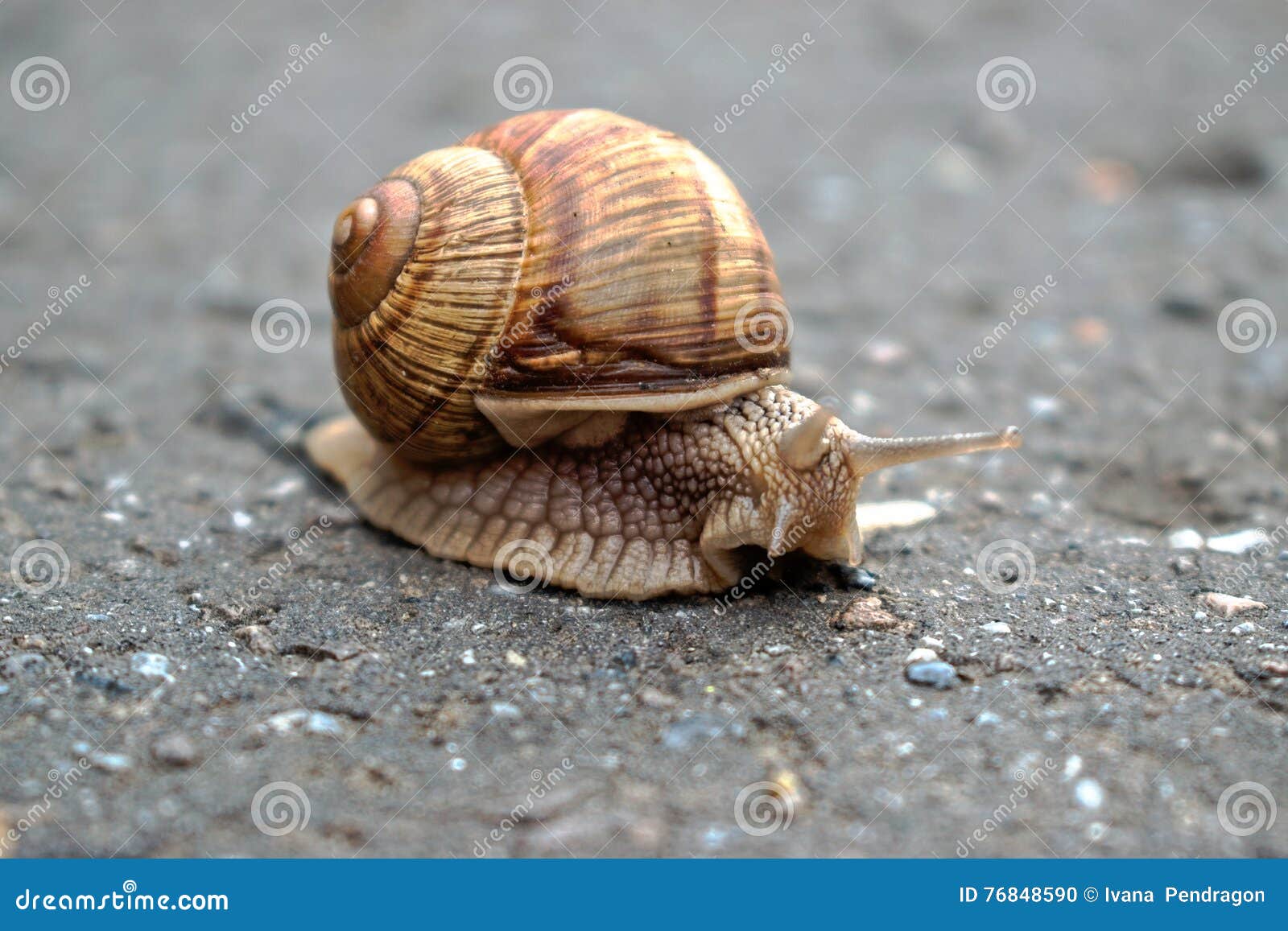 Snail Adventure stock photo. Image of closeup, slow, snail 76848590