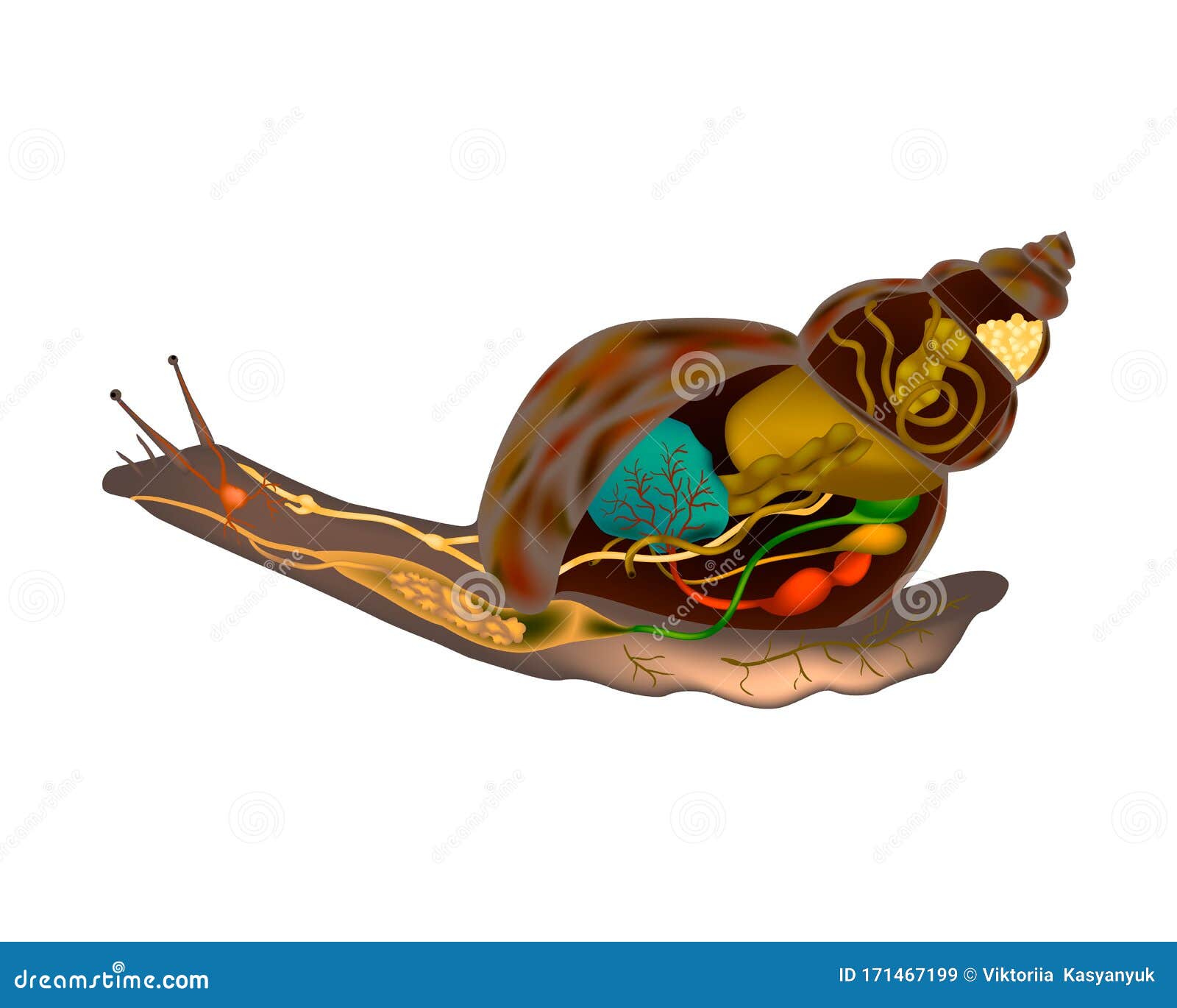 Snail Anatomy. Snail Body Structure Stock Vector Illustration of