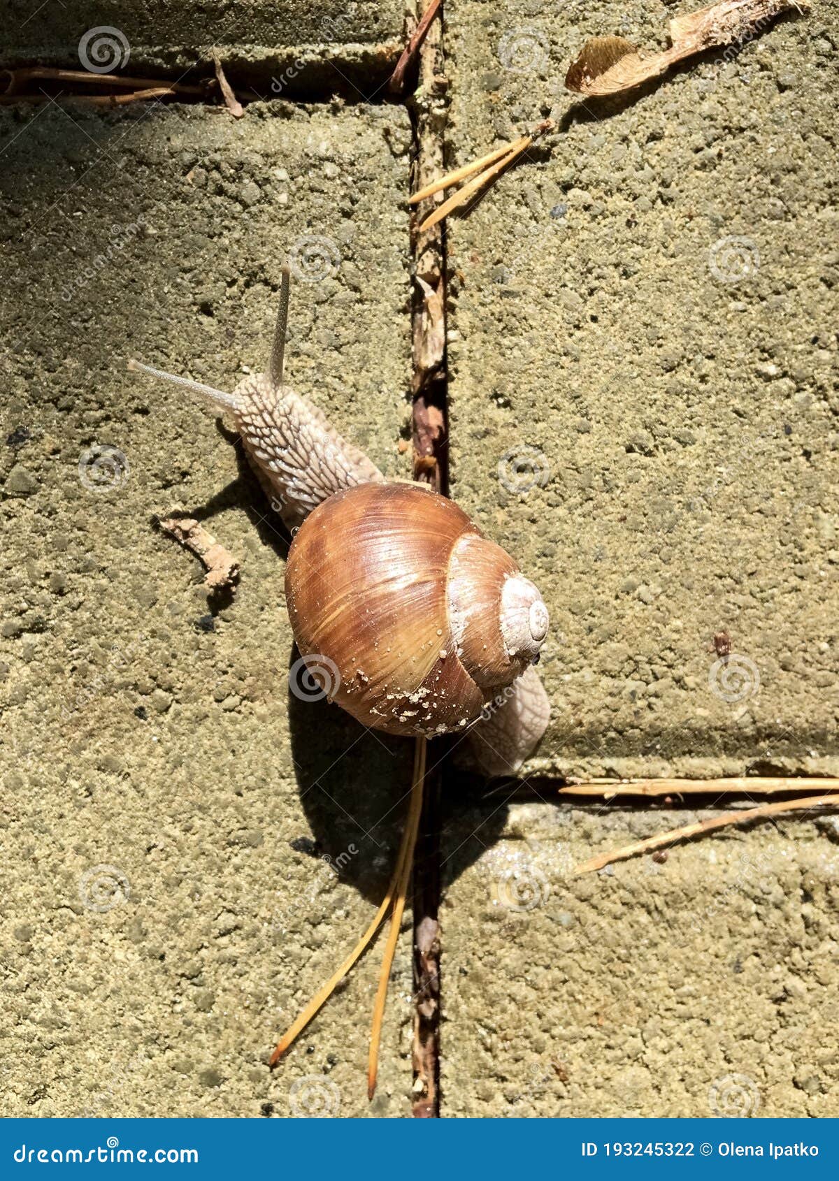 Snail Antennas at Sunny Days Stock Photo Image of antennas, days