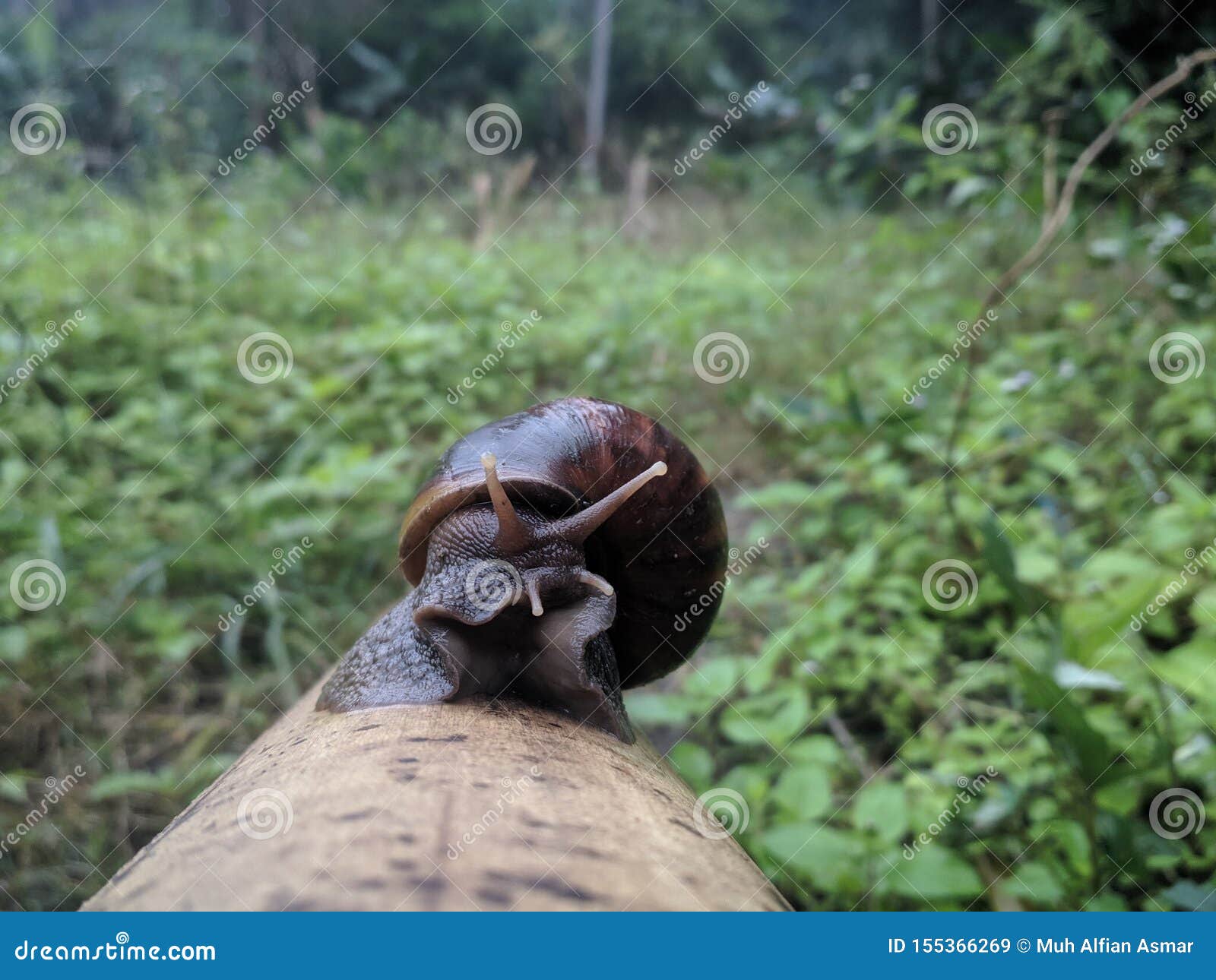 Snail on a bamboo stock image. Image of cute, nature 155366269