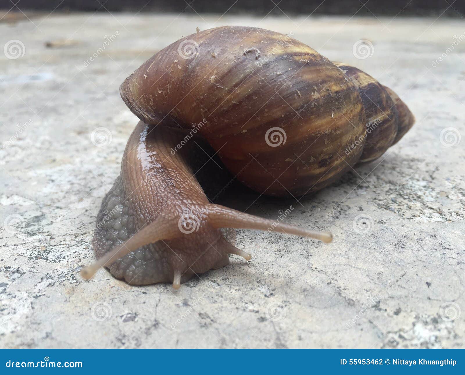 Snail stock photo. Image of concrete, invertebrate, life 55953462