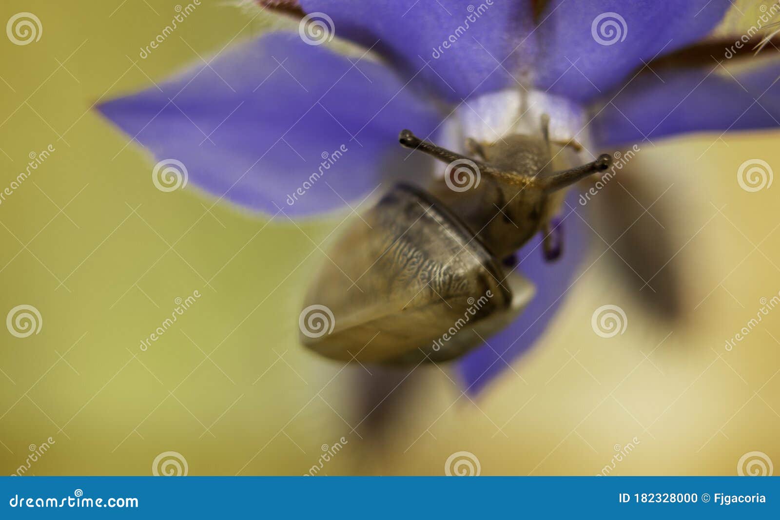 snail climbing up flower looking