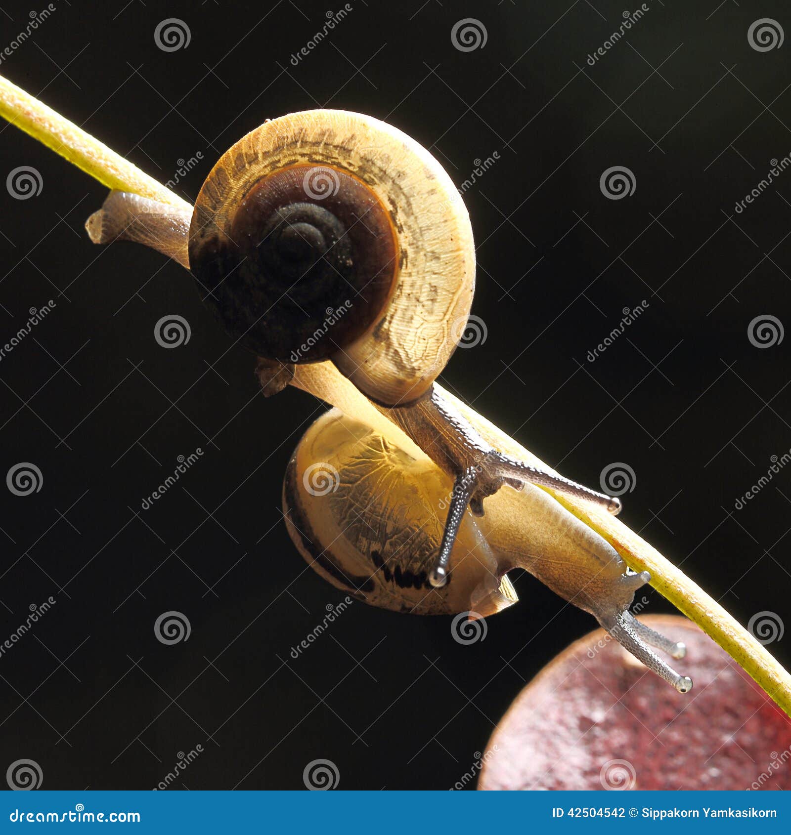 Snail stock photo. Image of telescope, shell, pest, form 42504542