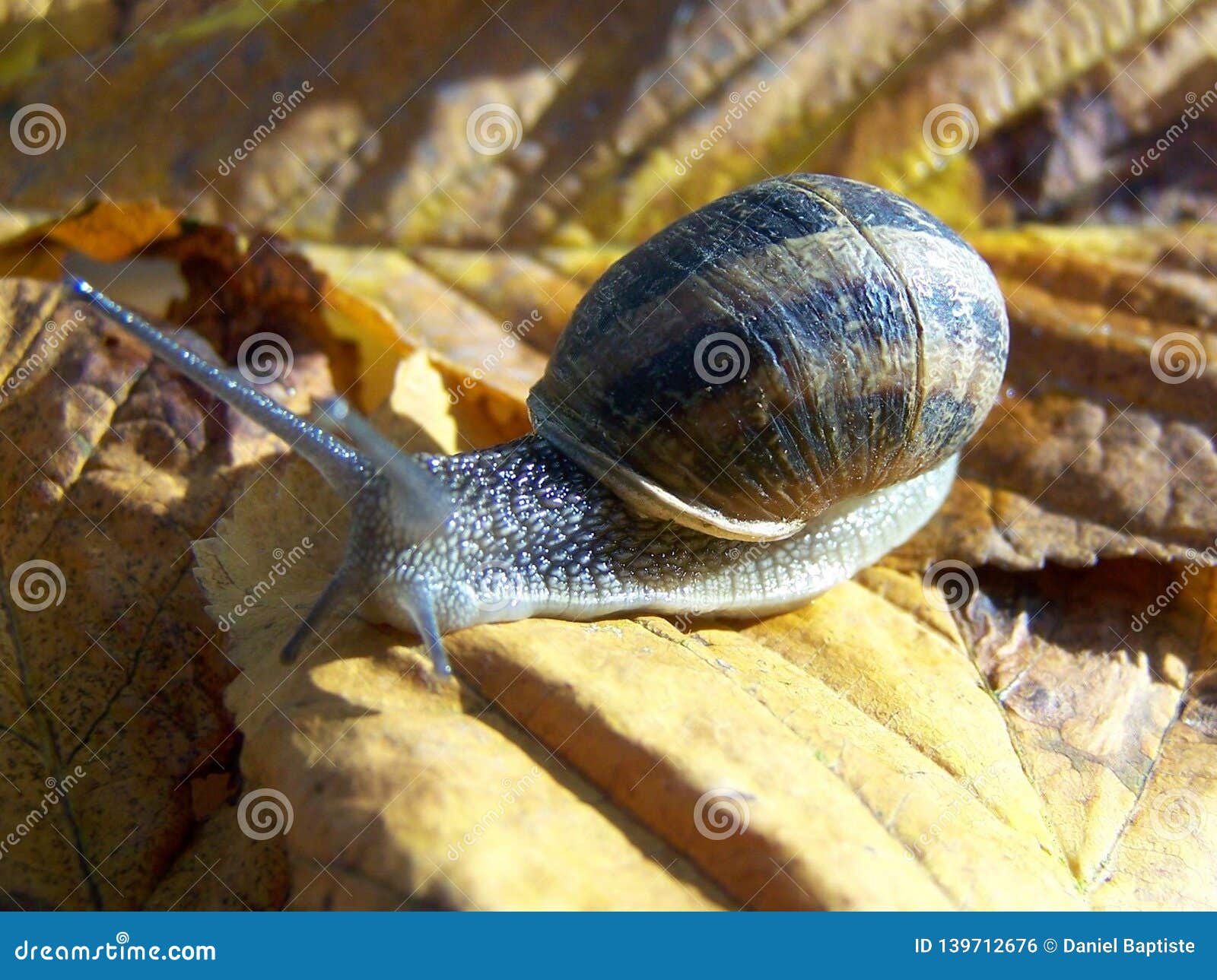 snail, closeup on a snail, small gray