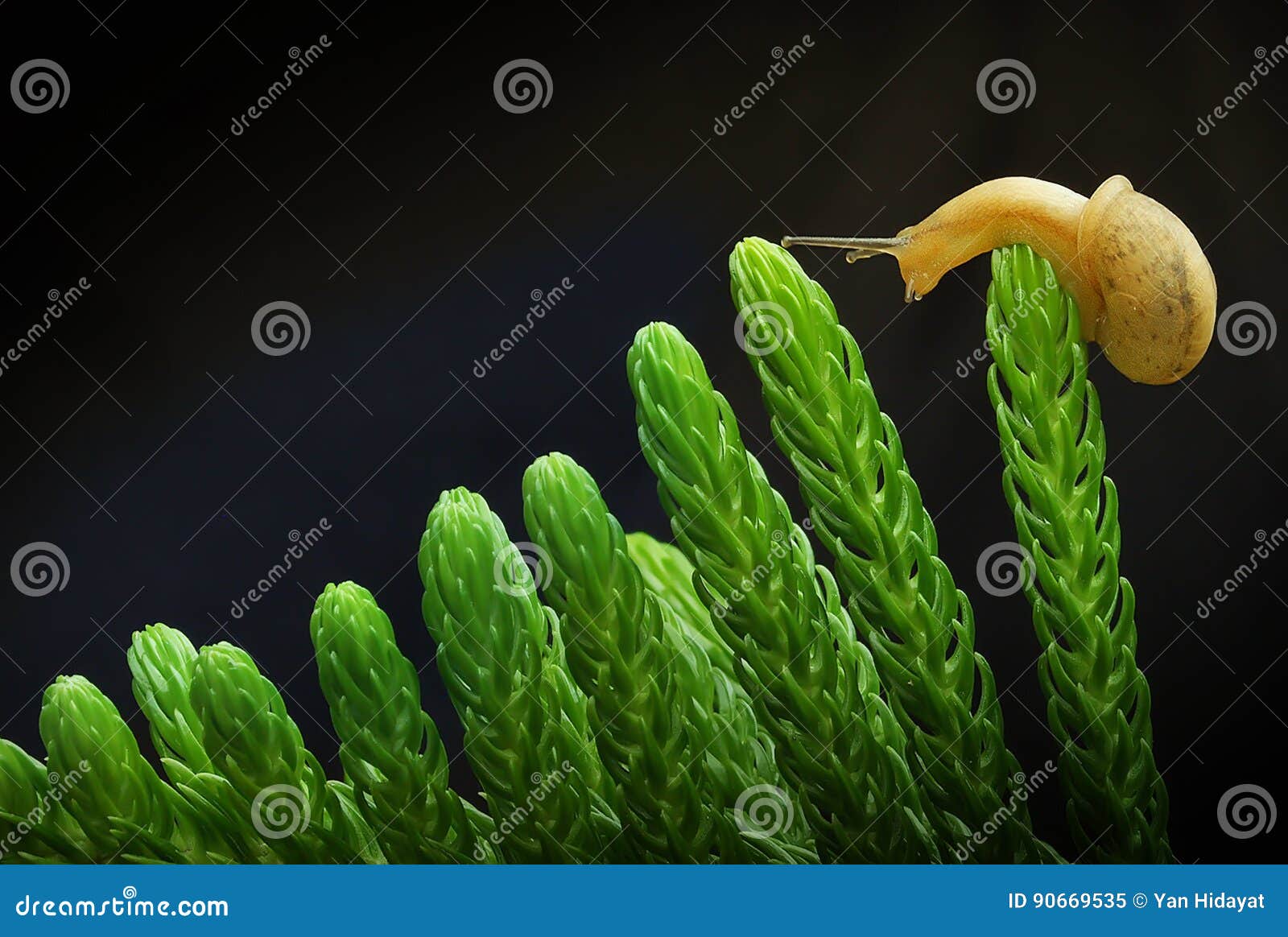 snail