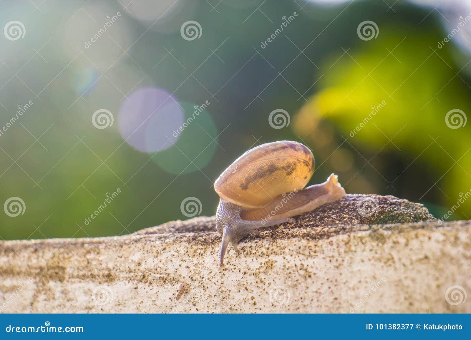 Snail on the Concrete Wall in Macro Closeup Morning Sun Blurred Stock