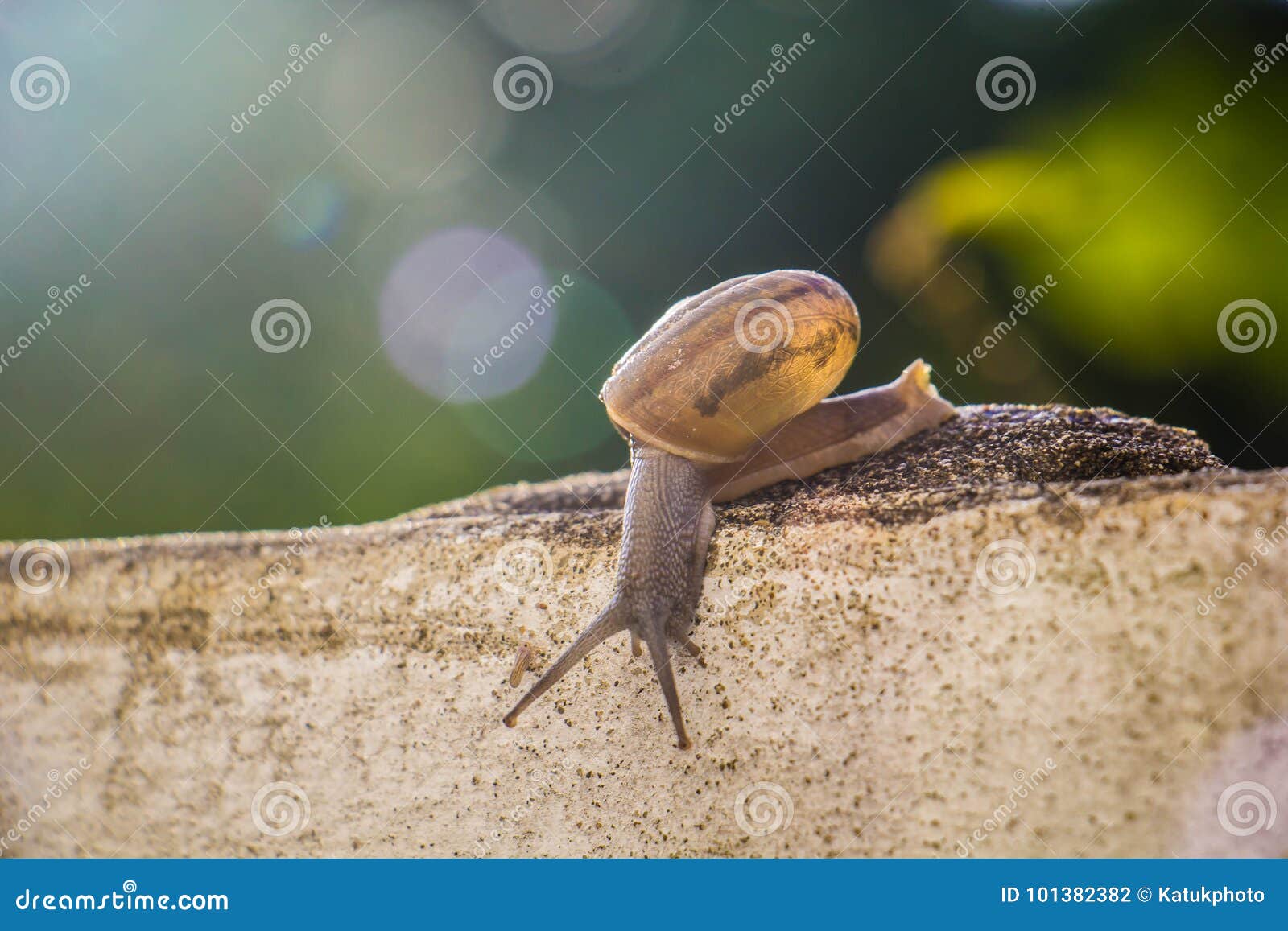 Snail on the Concrete Wall in Macro Closeup Morning Sun Blurred Stock